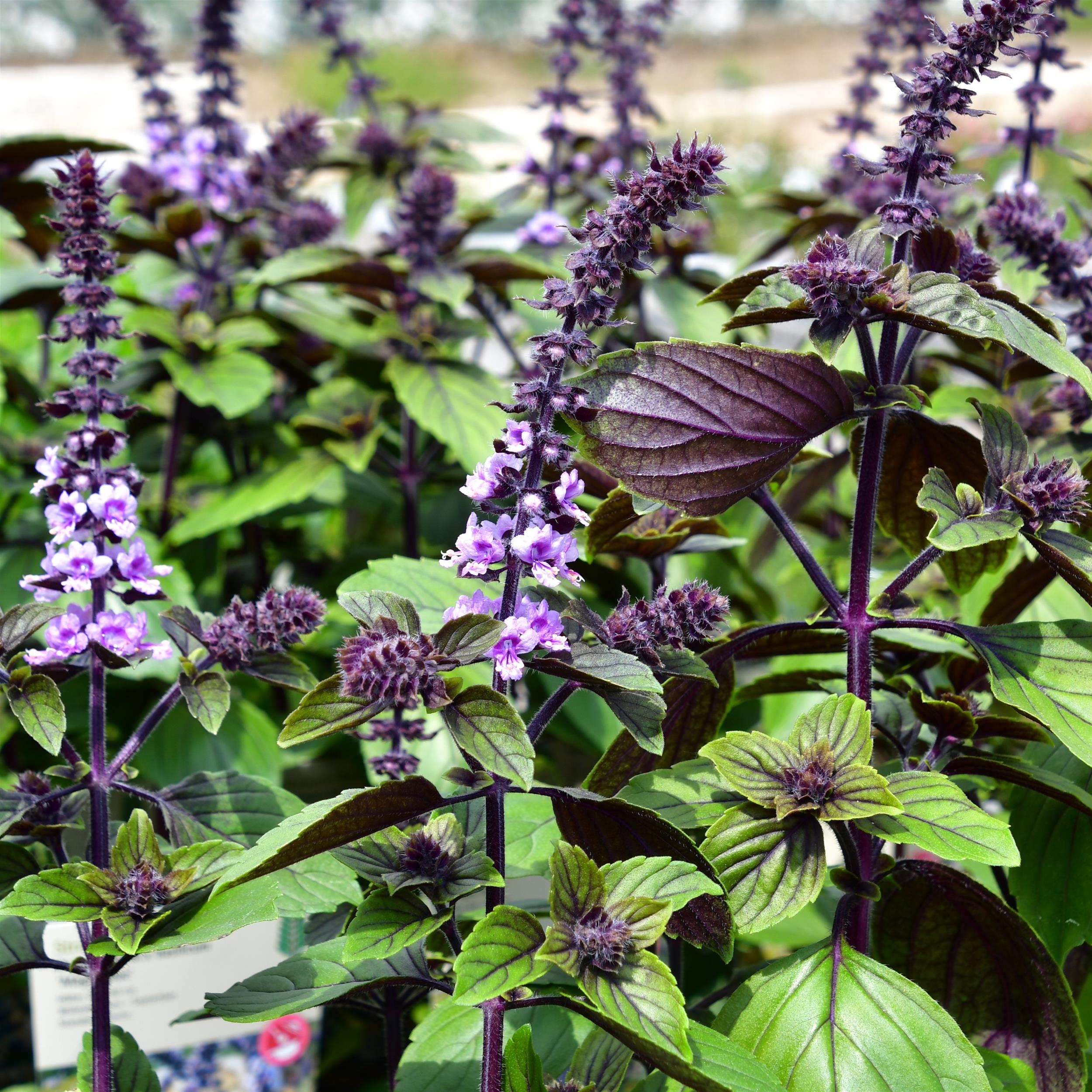 Ocimum basilicum 'Magic Blue'