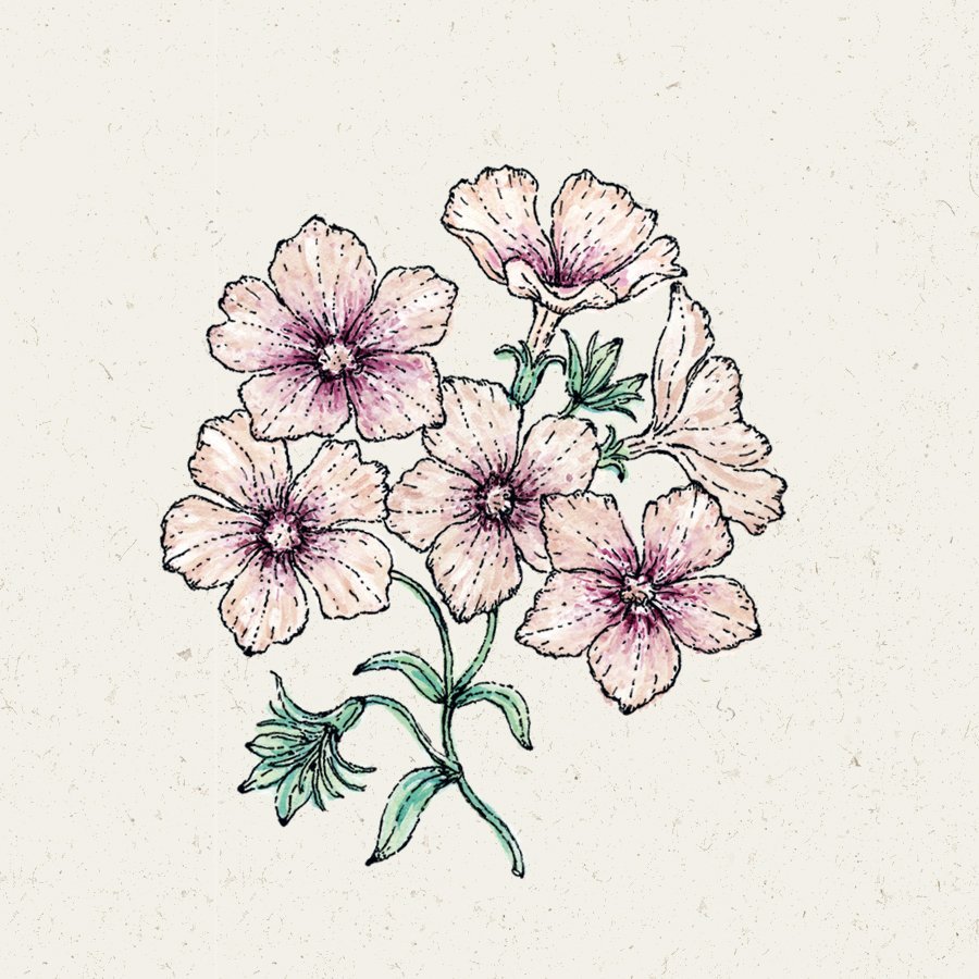 Phlox Drummondii 'Creme Brulee' (Sommer-Phlox)