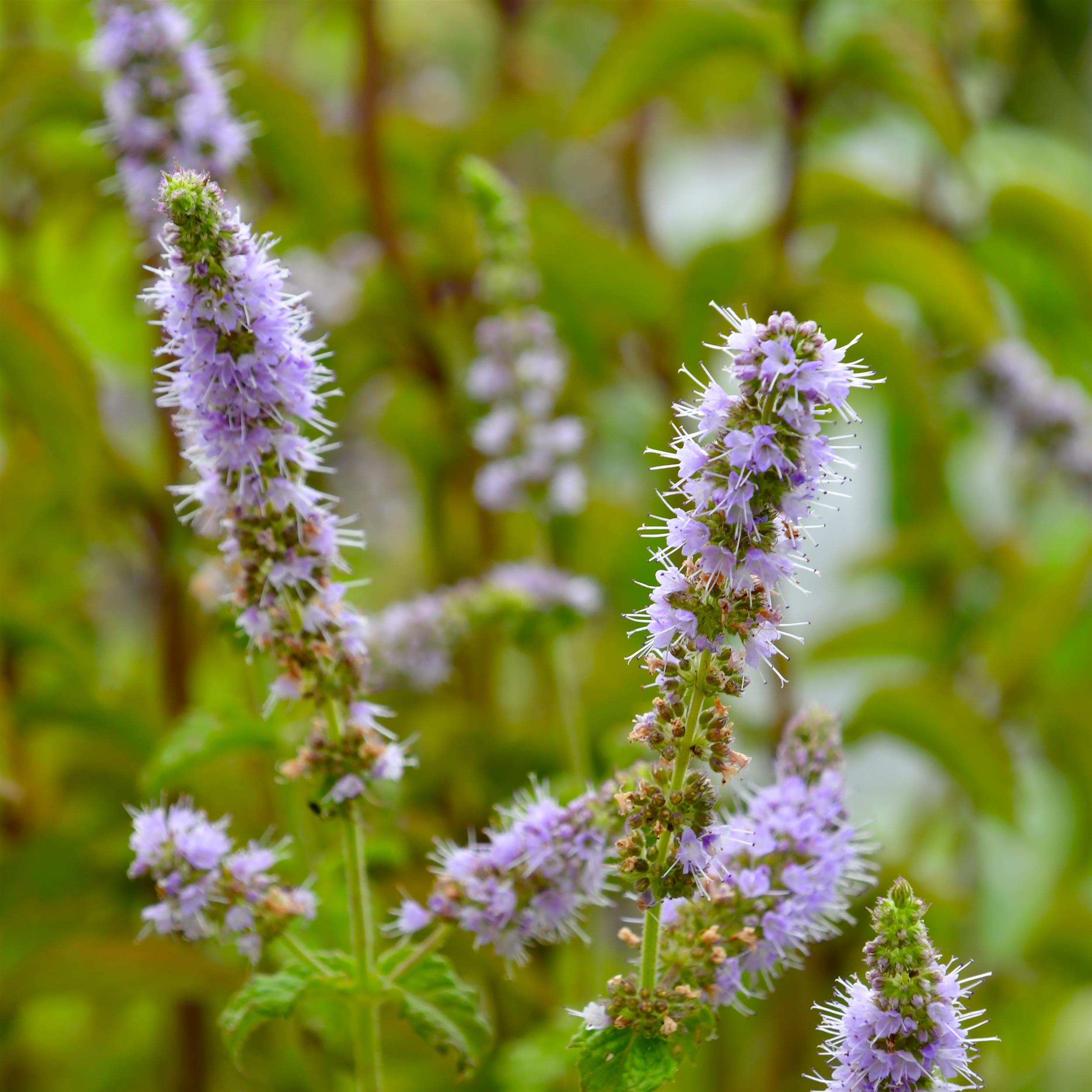 Mentha x piperita 'Mitcham'