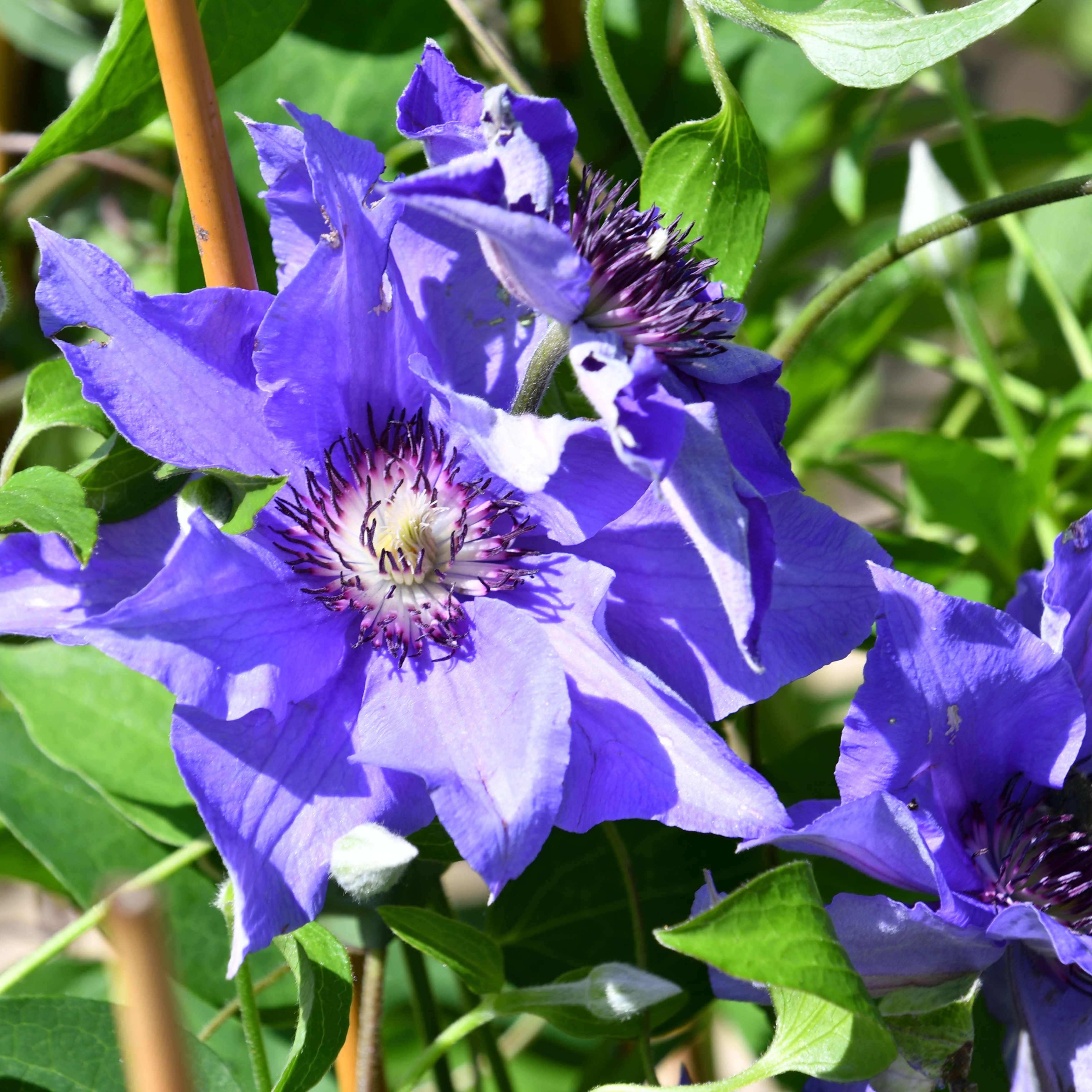 Clematis hybride Königskind