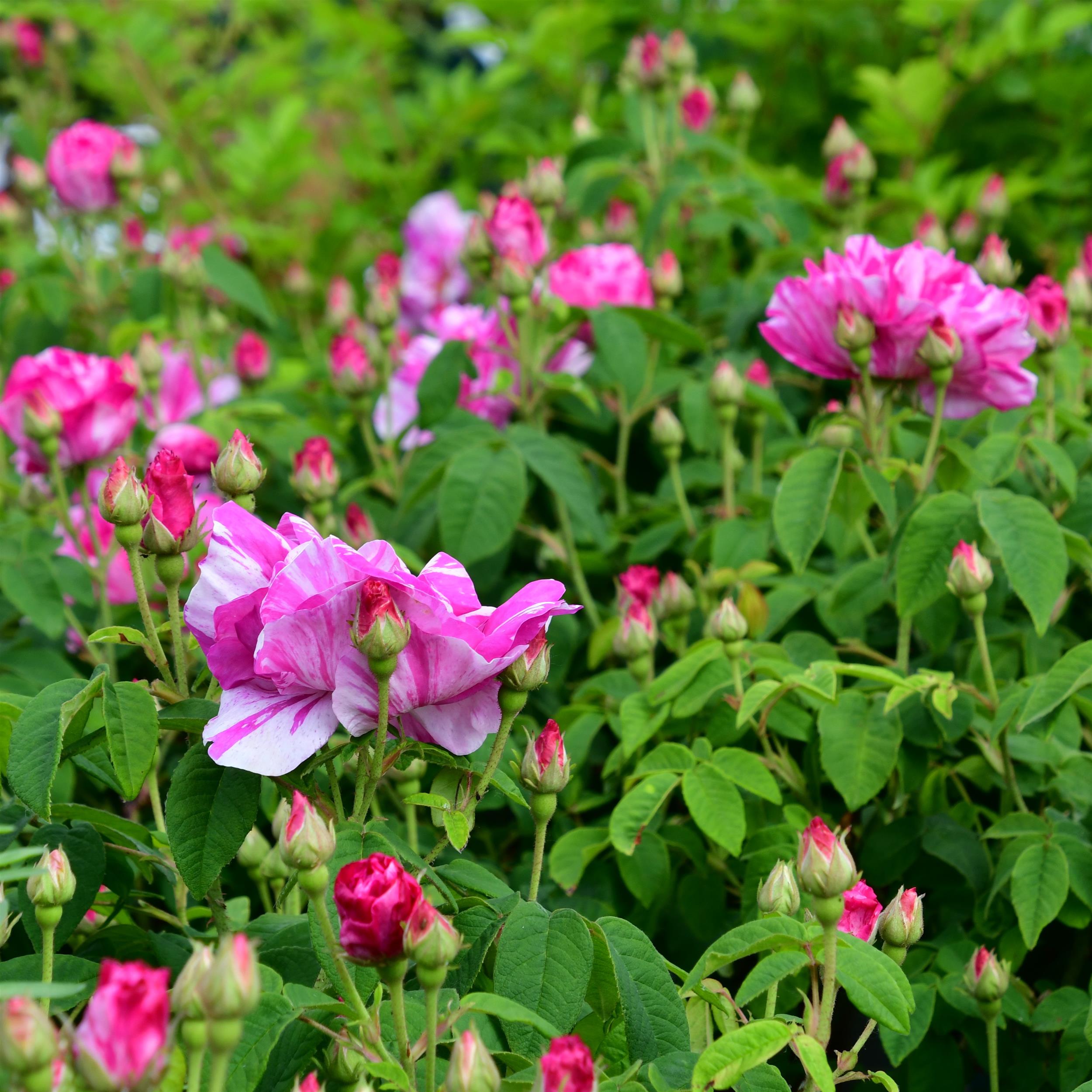 Rosa mundi (gallica versicolor)