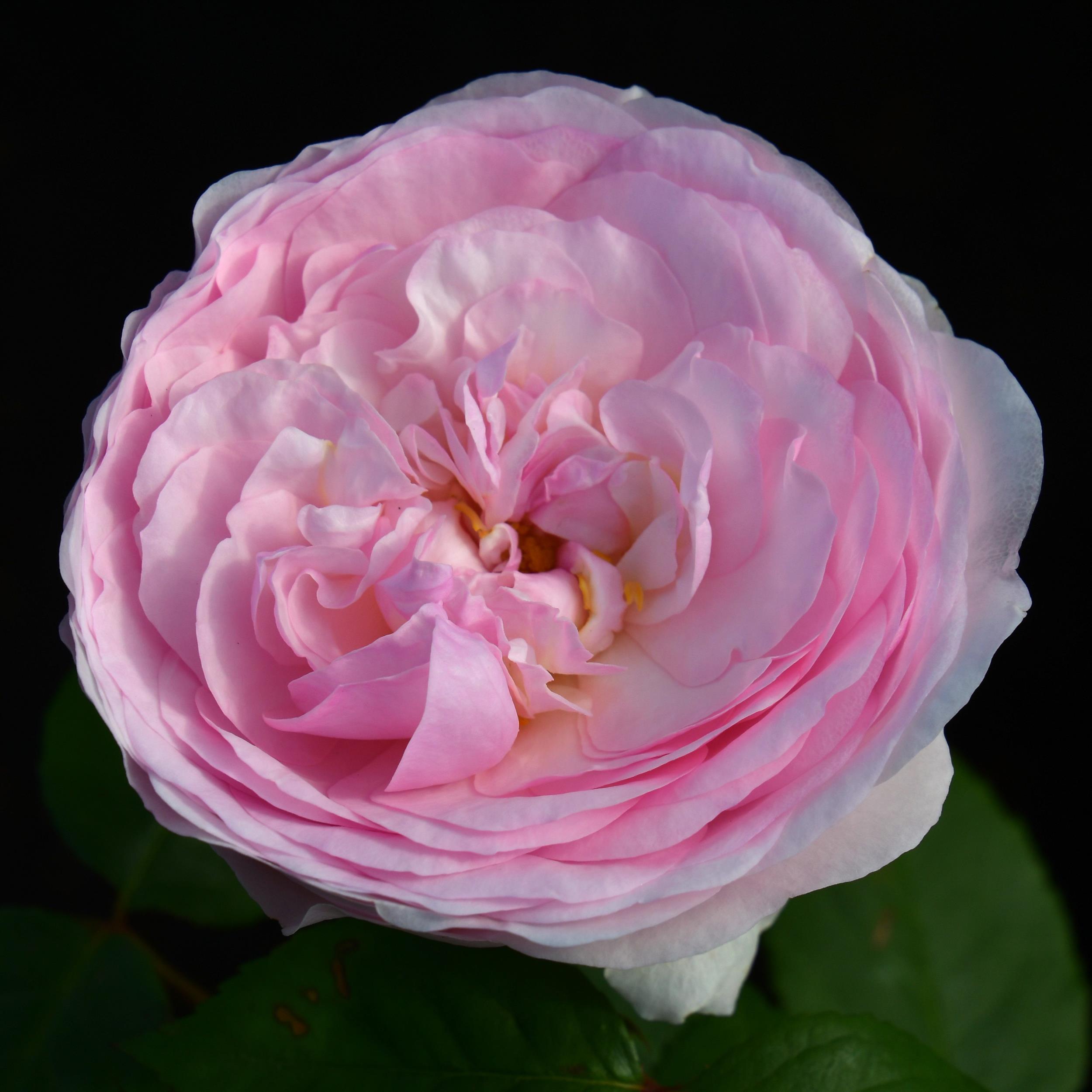 Olivia - Stammrose 90 cm
