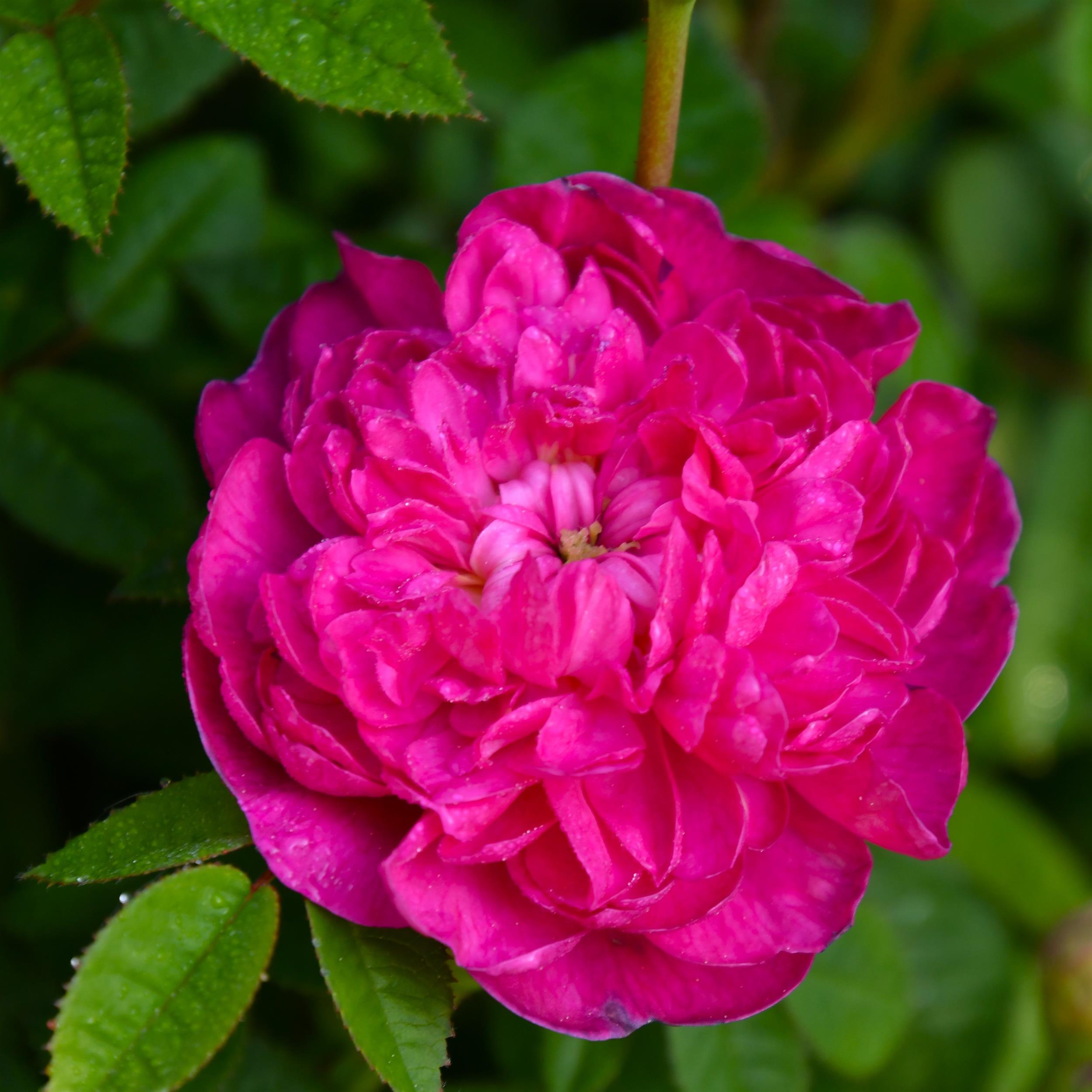 Pompon de Bourgogne