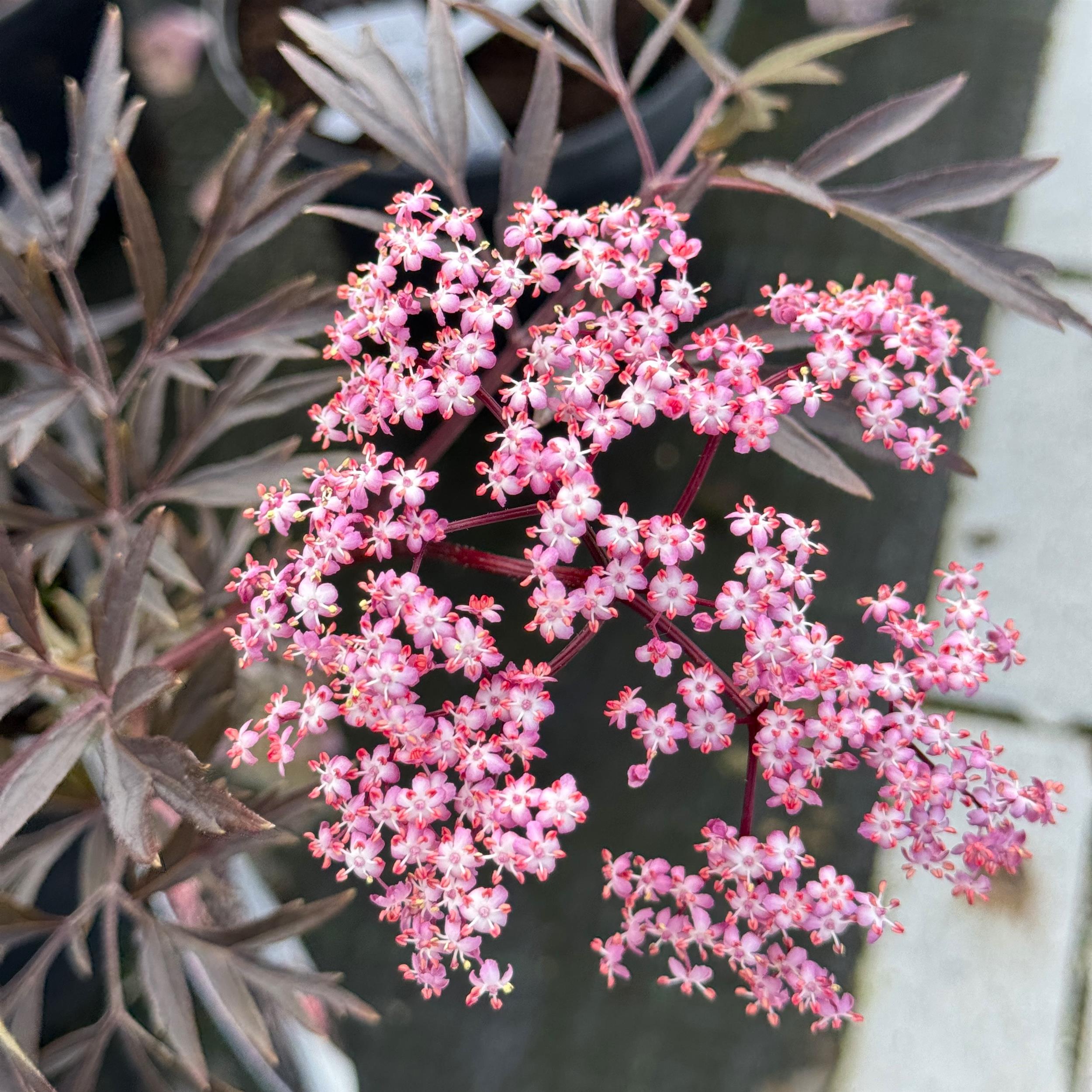 Sambucus nigra 'Black Lace' C5