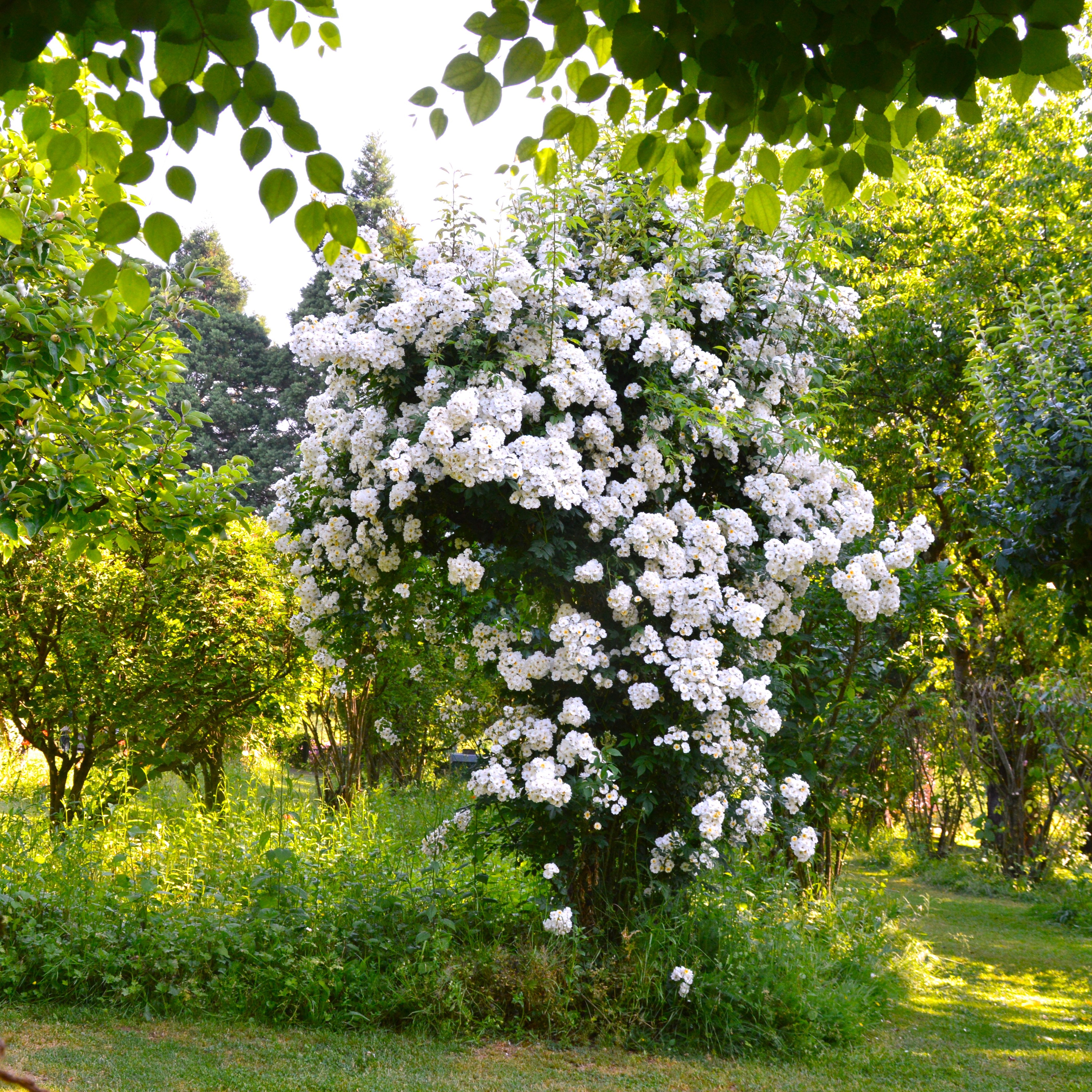 Rambling Rector
