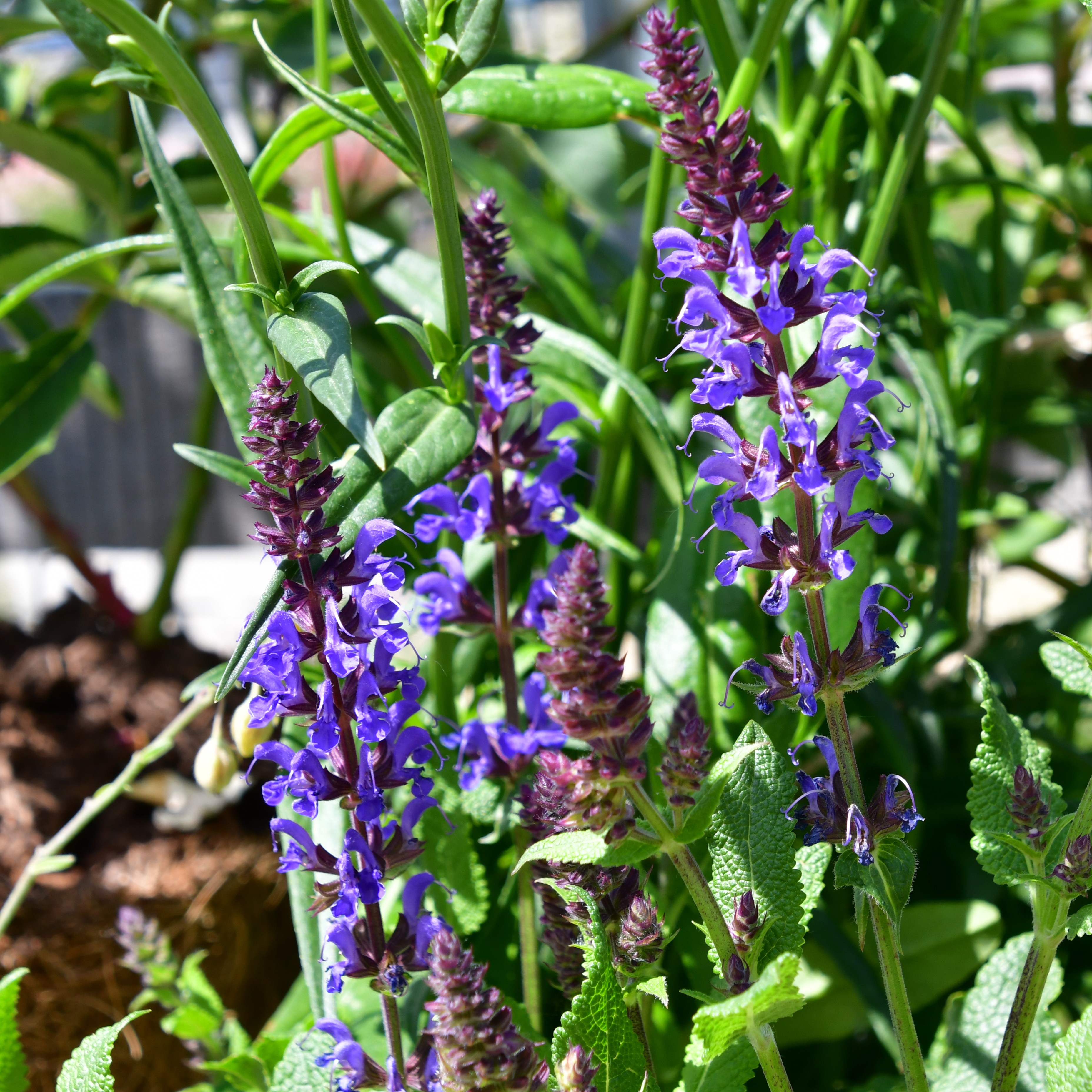 Salvia nemorosa ´Mainacht` 1L