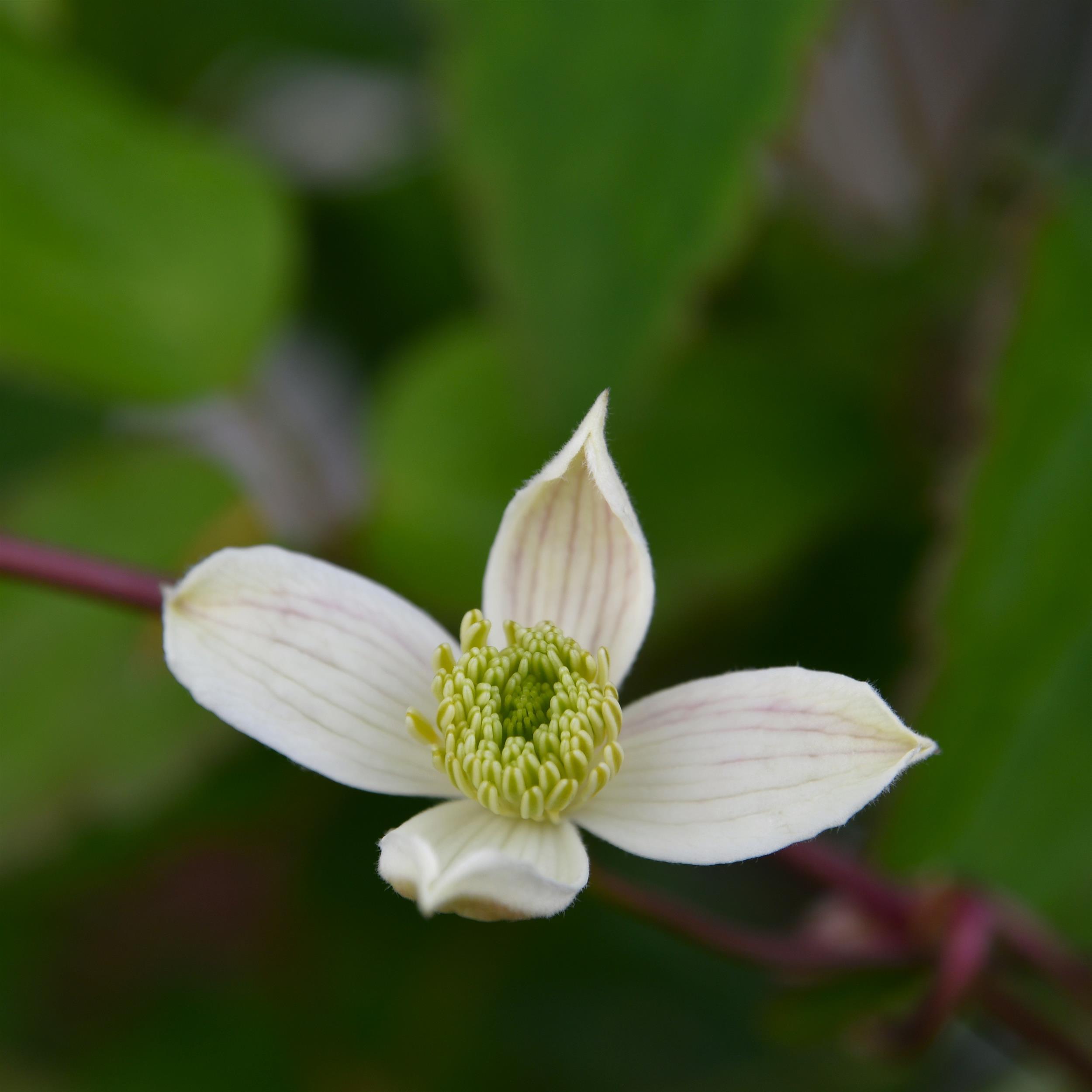 Clematis montana 'Wilsonii'