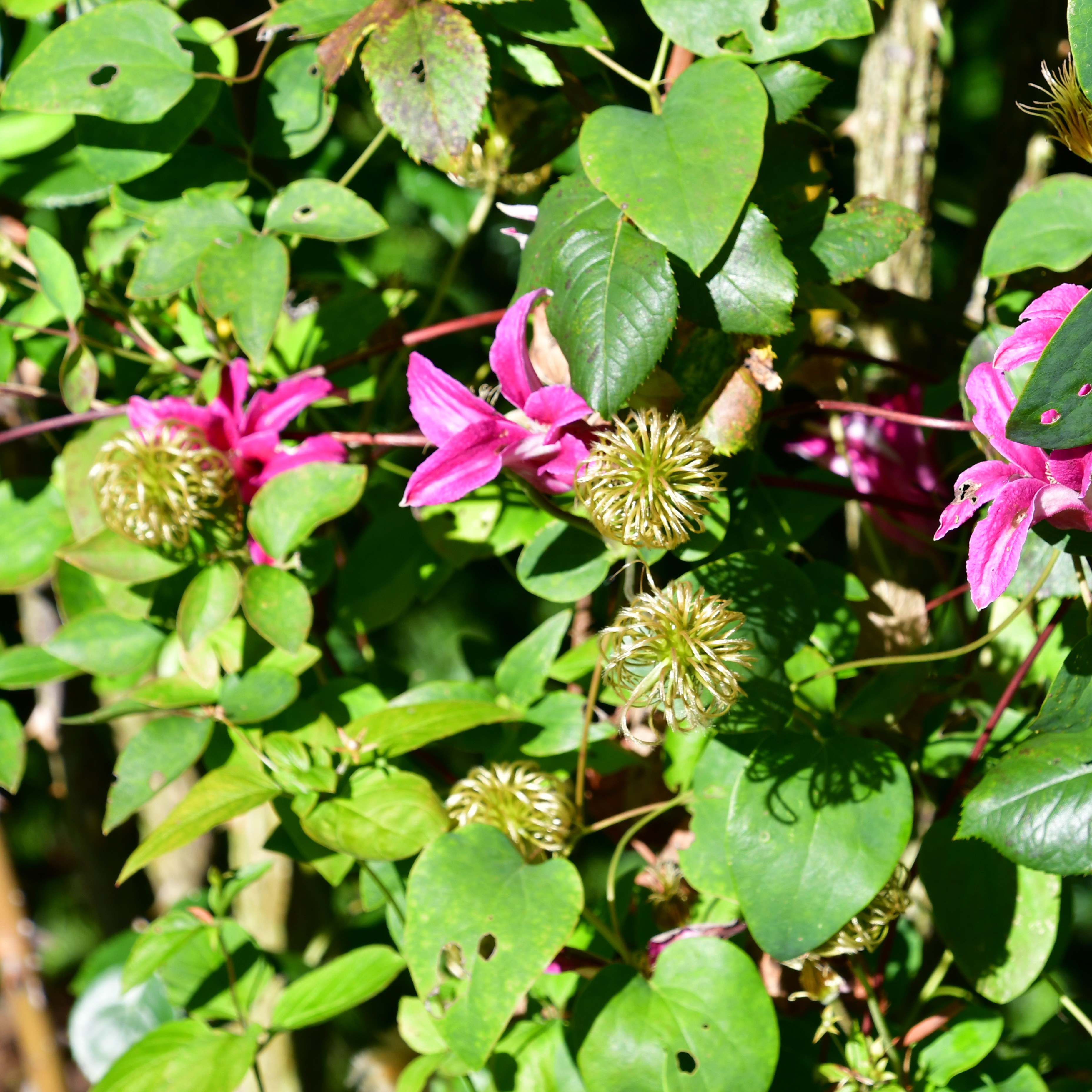Clematis tex Princess Diana