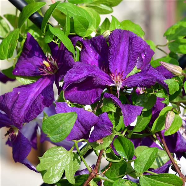 Clematis vitic.polish Spirit