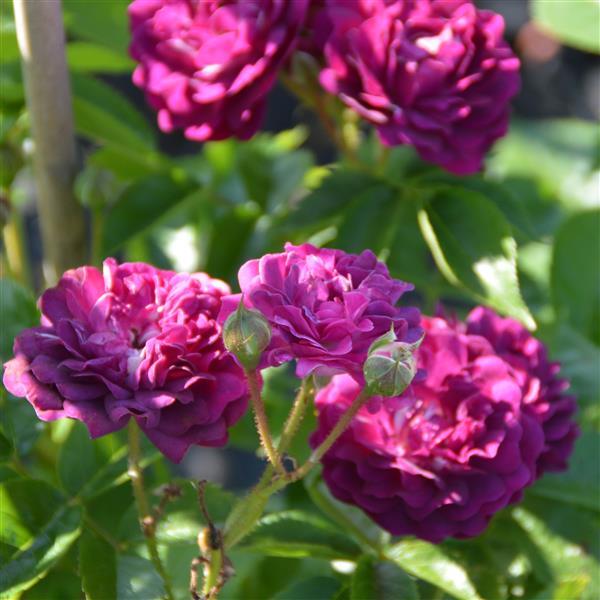 Bleu Magenta
