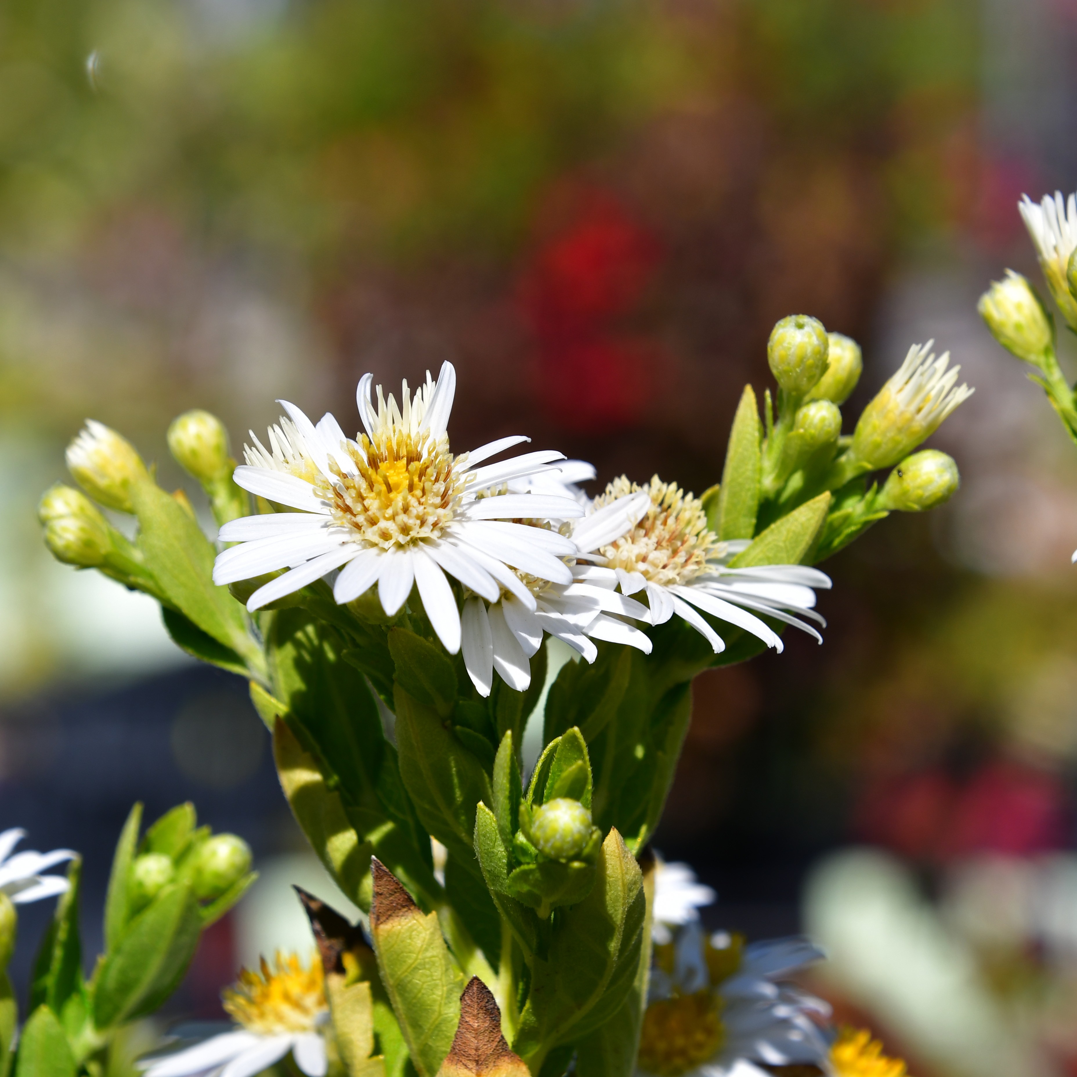 Aster ageratoides Starshine 1L
