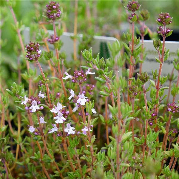 Thymus vulgaris 1L