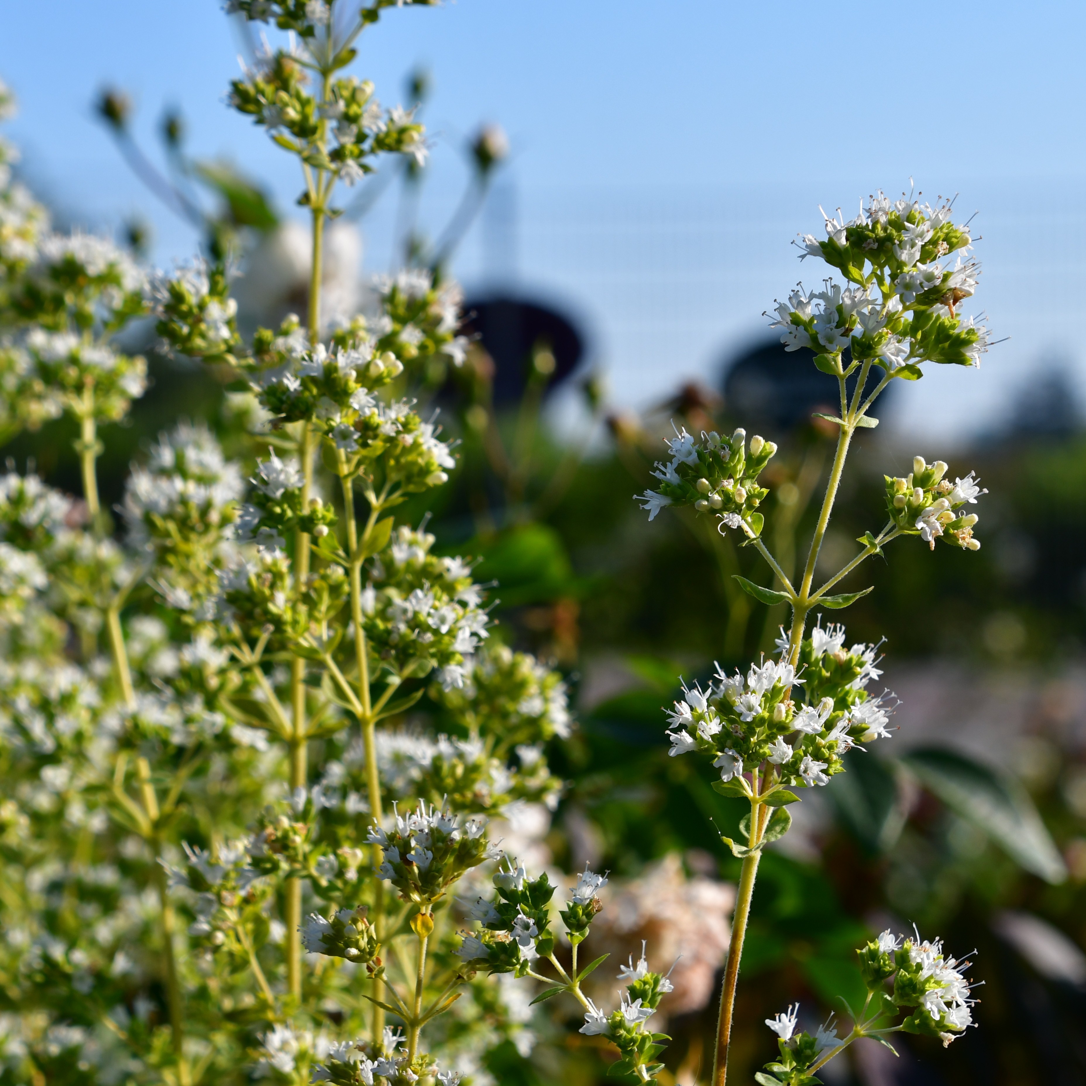 Origanum vulgare hot & Spicy 0,5L