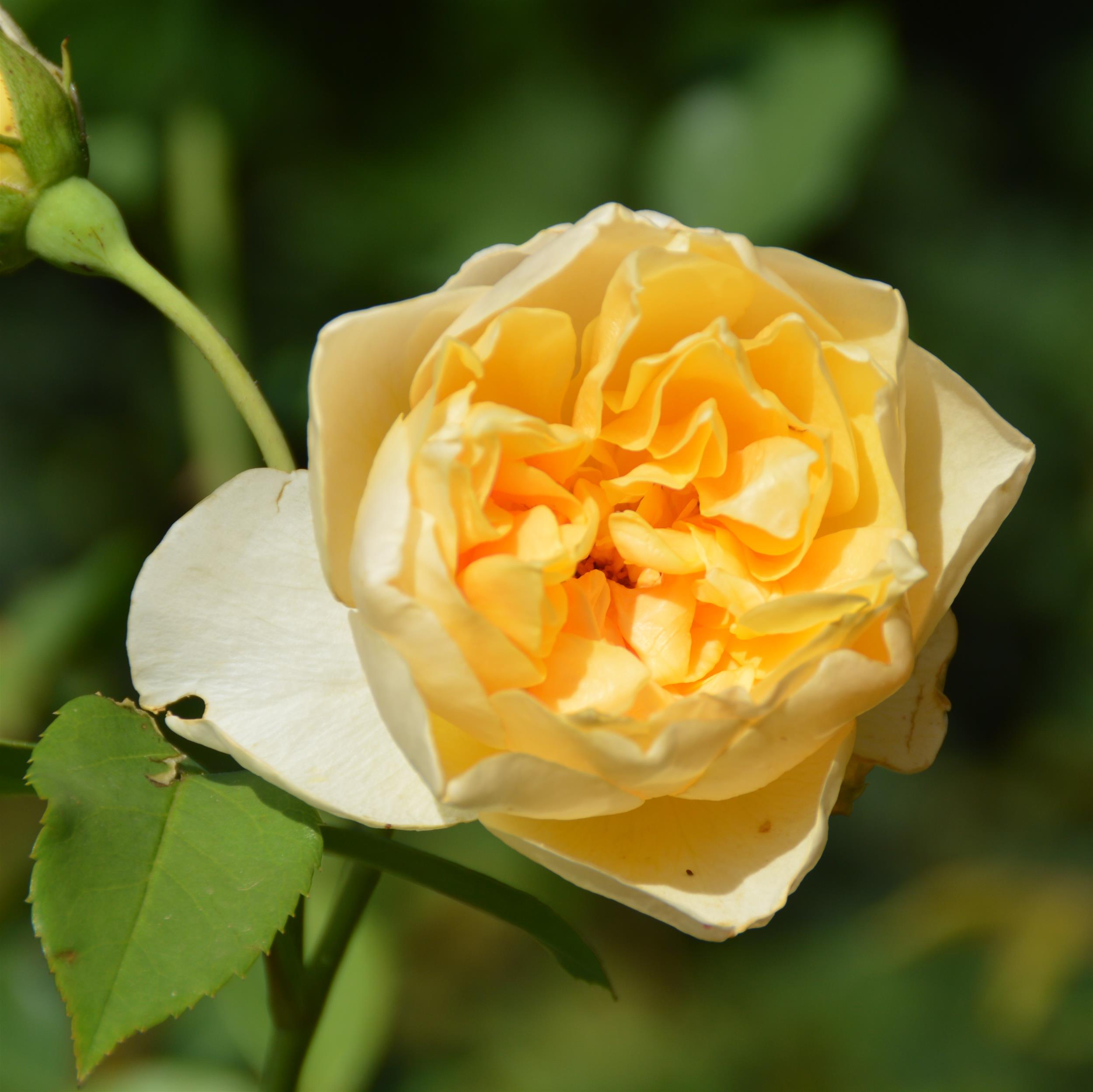 Golden Fleece
