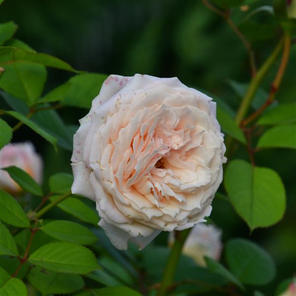 Royal Victoria