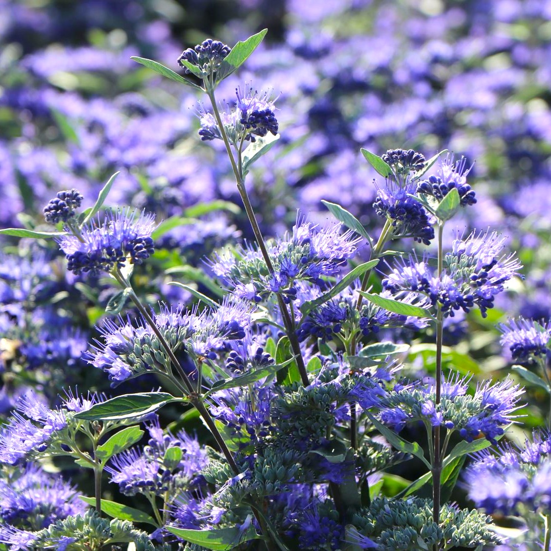 Caryopteris x clandonensis 'Heavenly Blue'