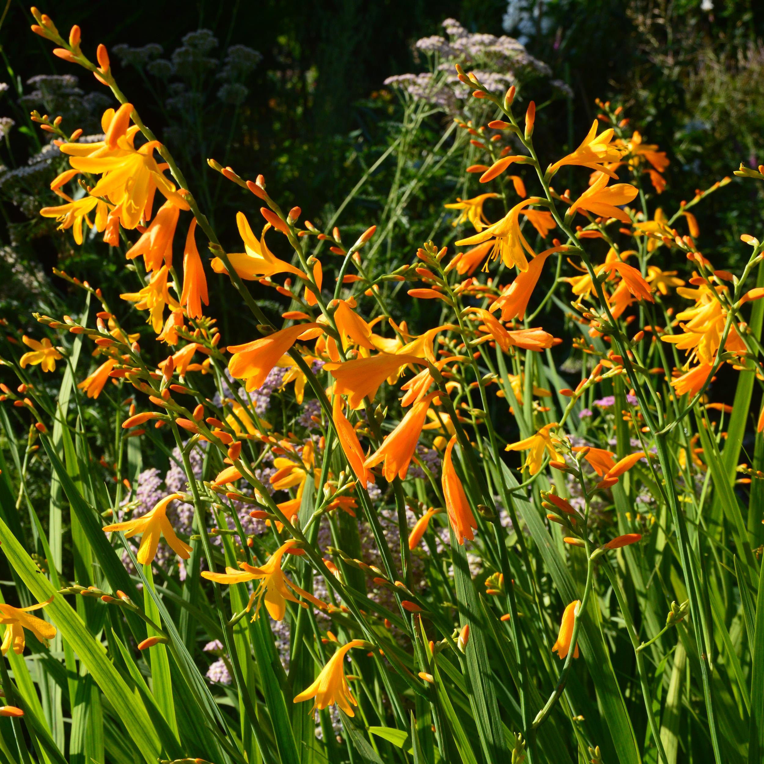 Crocosmia ´George Davidson` 2L