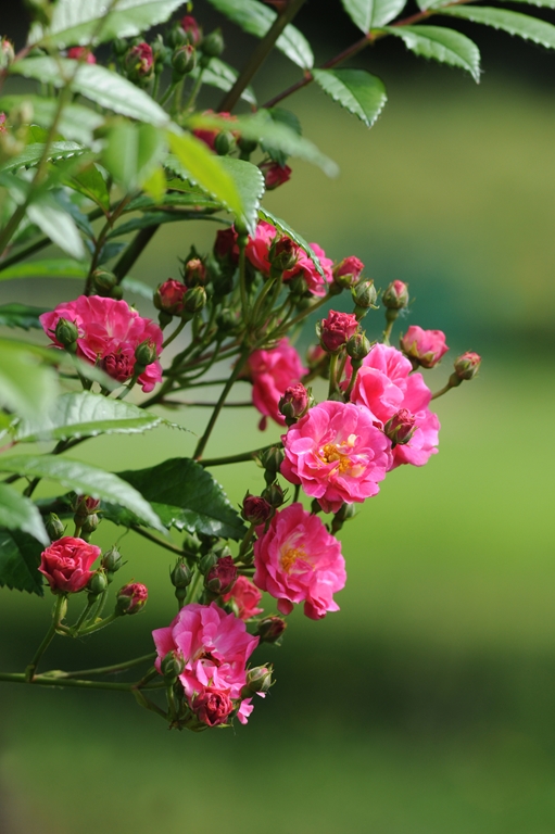 Brewood Belle