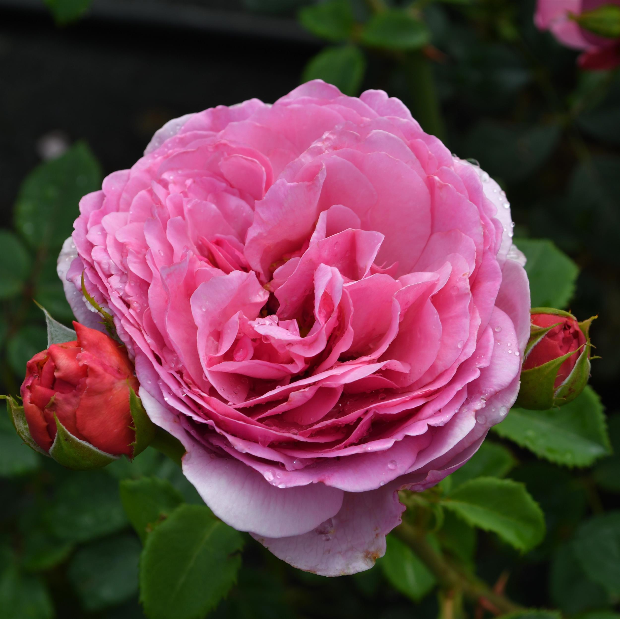 Princess Alexandra of Kent - Stammrose 90 cm