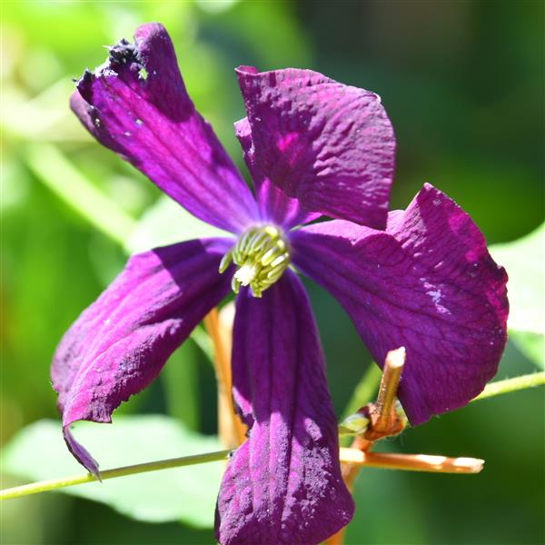 Clematis vitic. ´Etoile Violette`