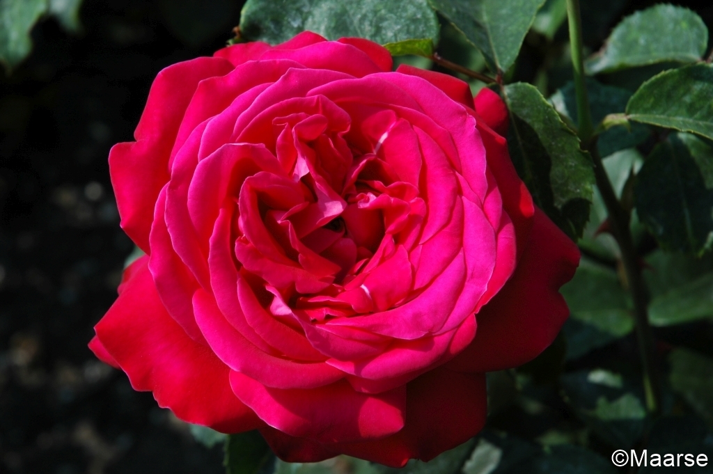 Dame de Coeur - Stammrose 110 cm