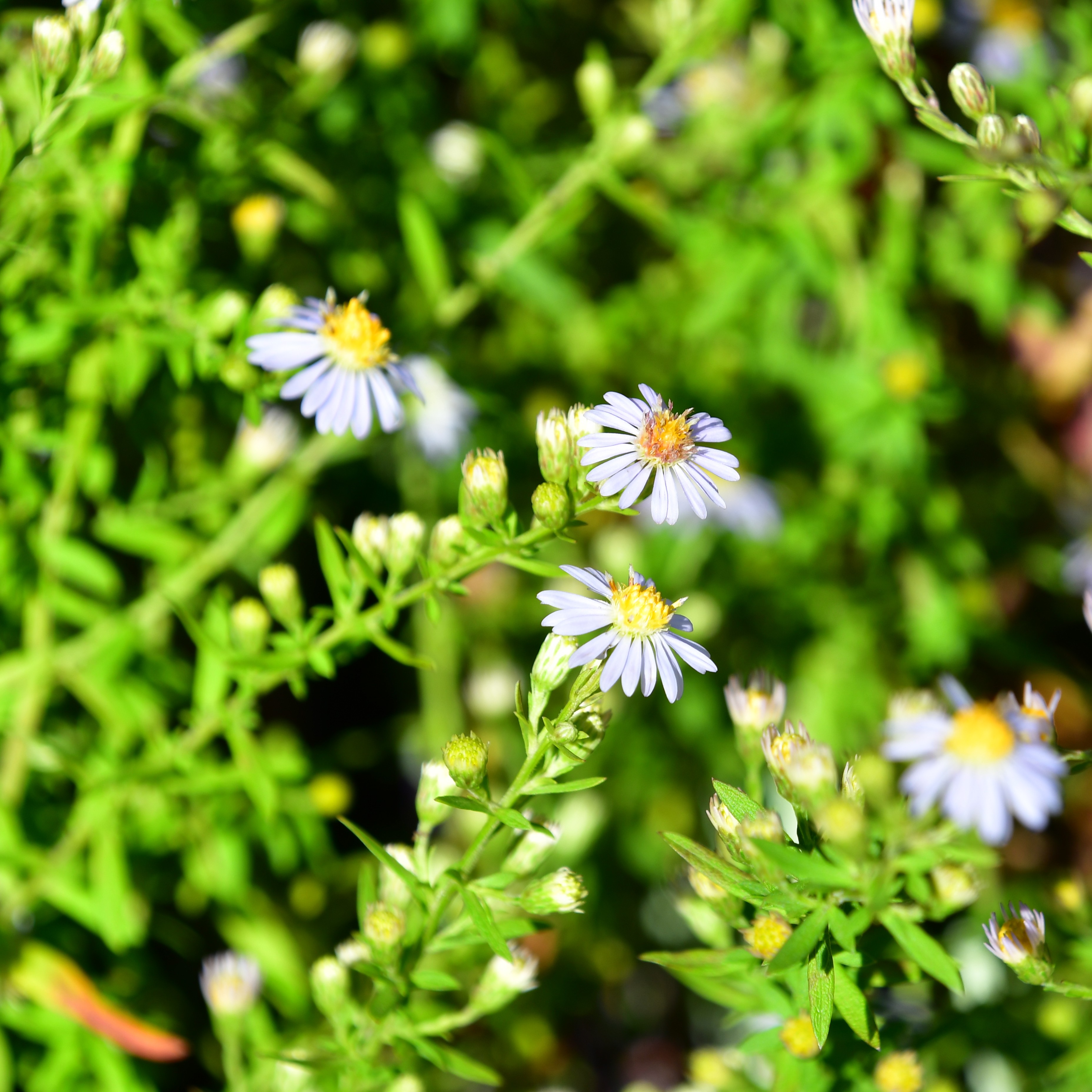 Aster ericoides 'Erlkönig' 1L