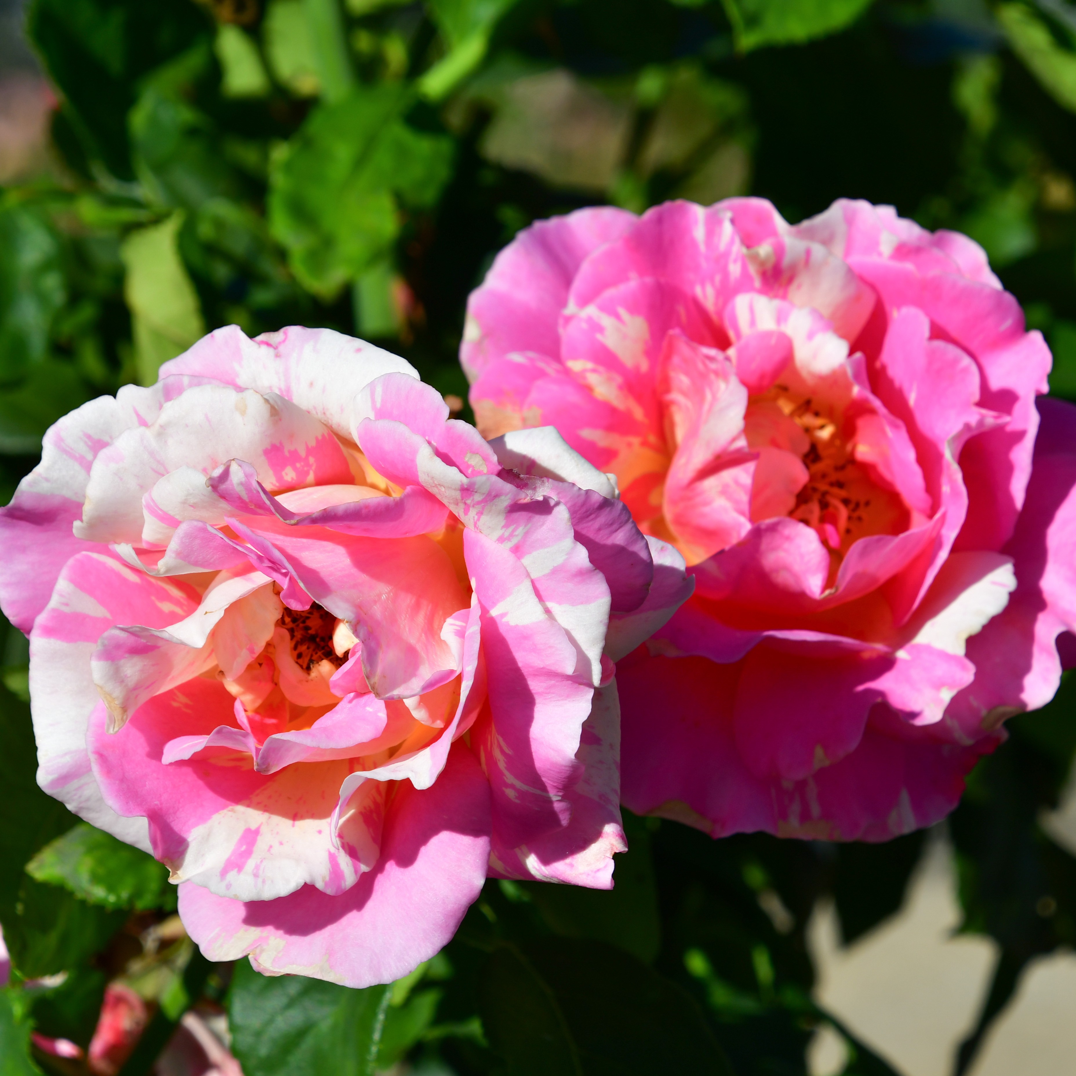 Claude Monet - Stammrose 90 cm
