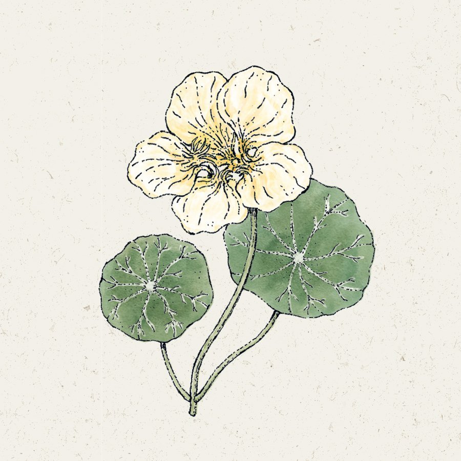 Tropaeolum majus 'Milkmaid′ (Kapuzinerkresse)