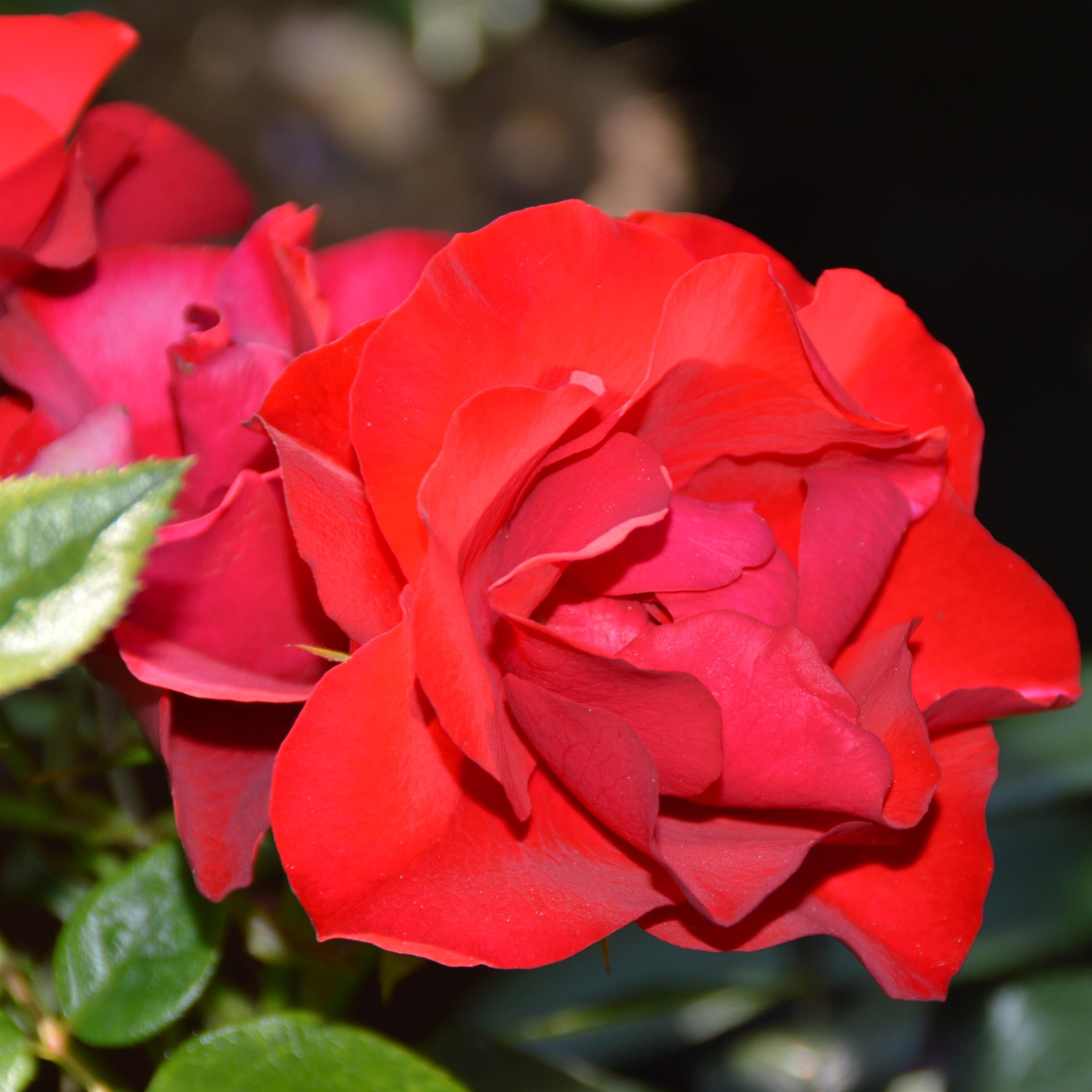 Black Forest Rose
