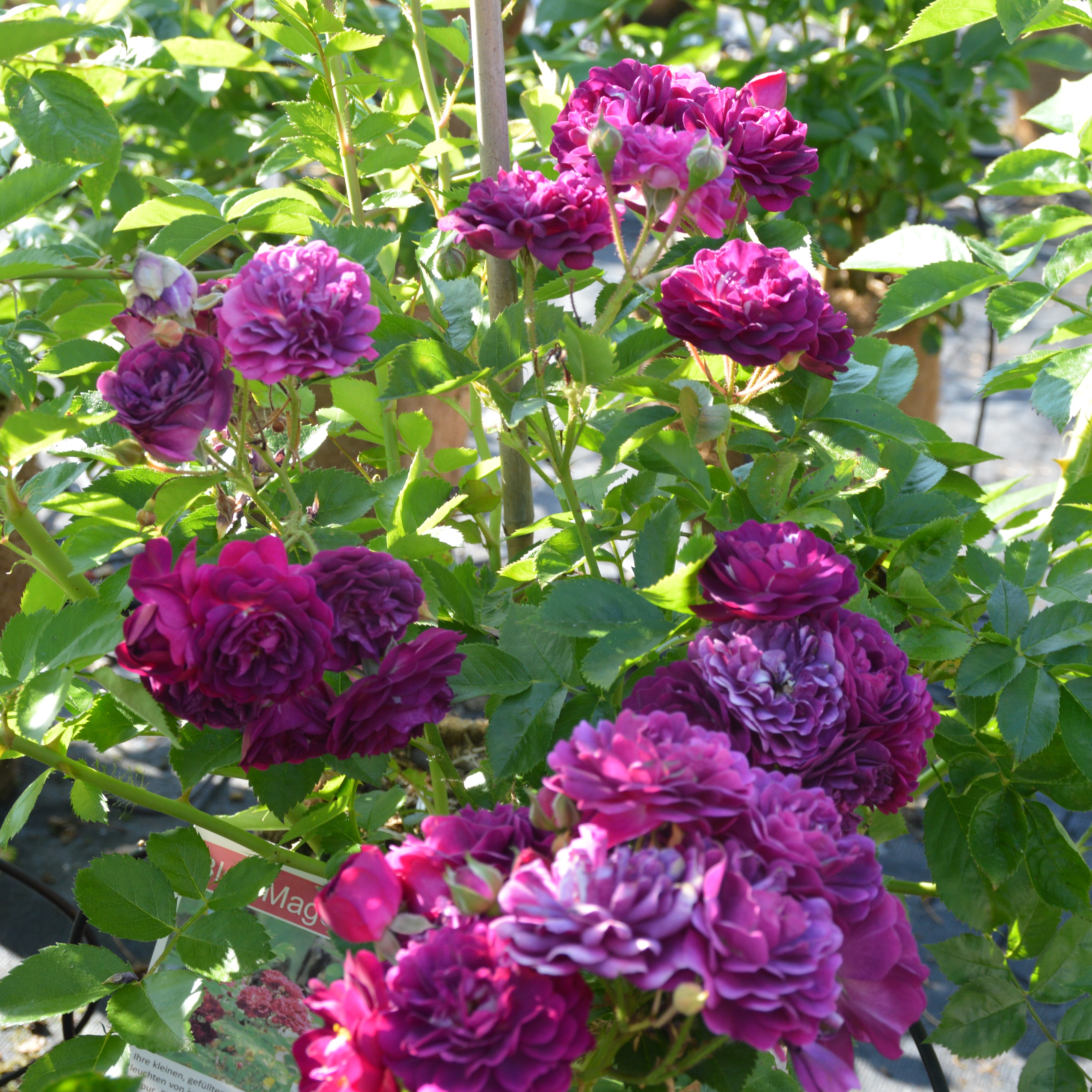 Bleu Magenta
