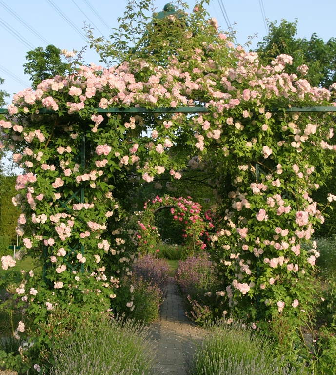 Scarman´s Himalayan Musk