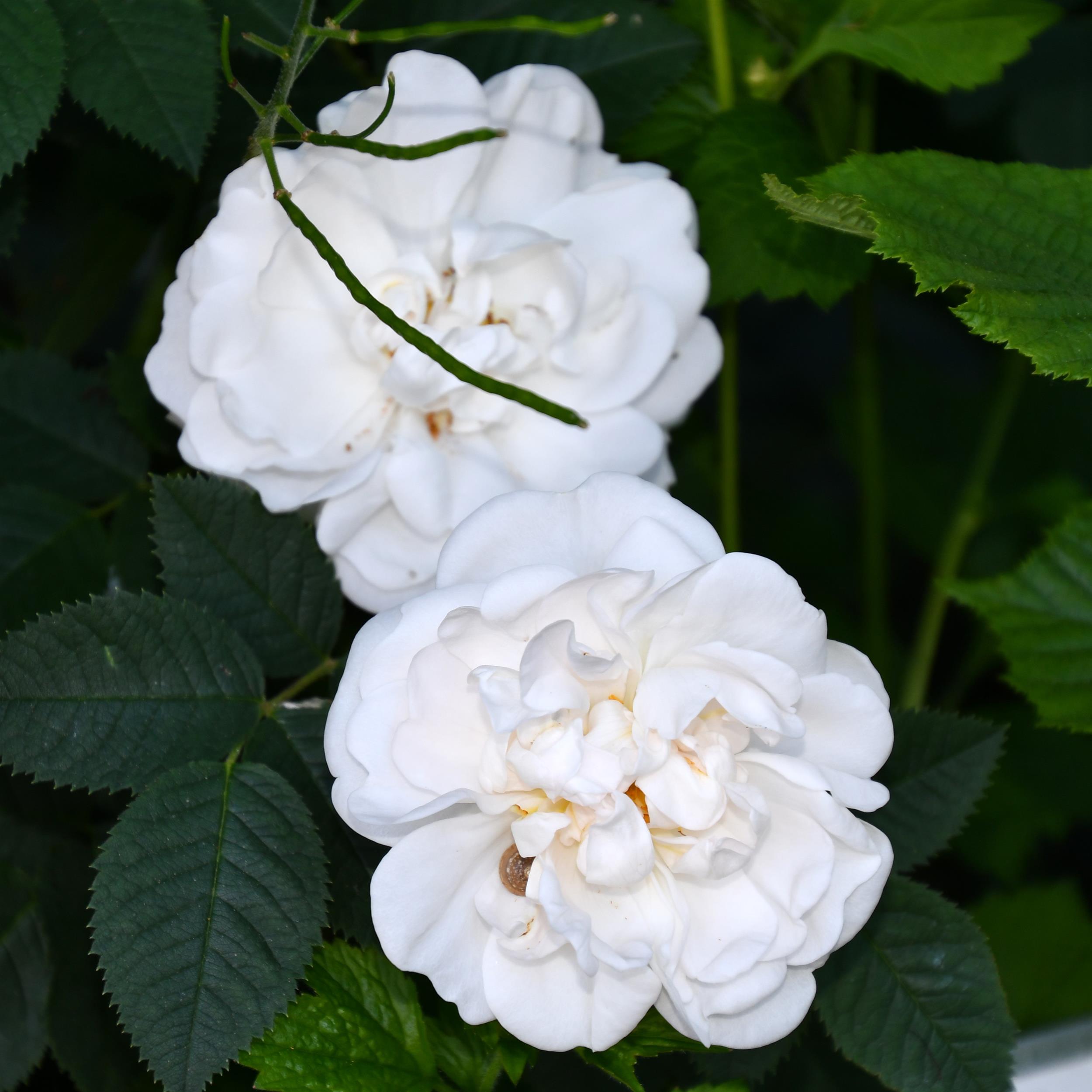 Alba Maxima