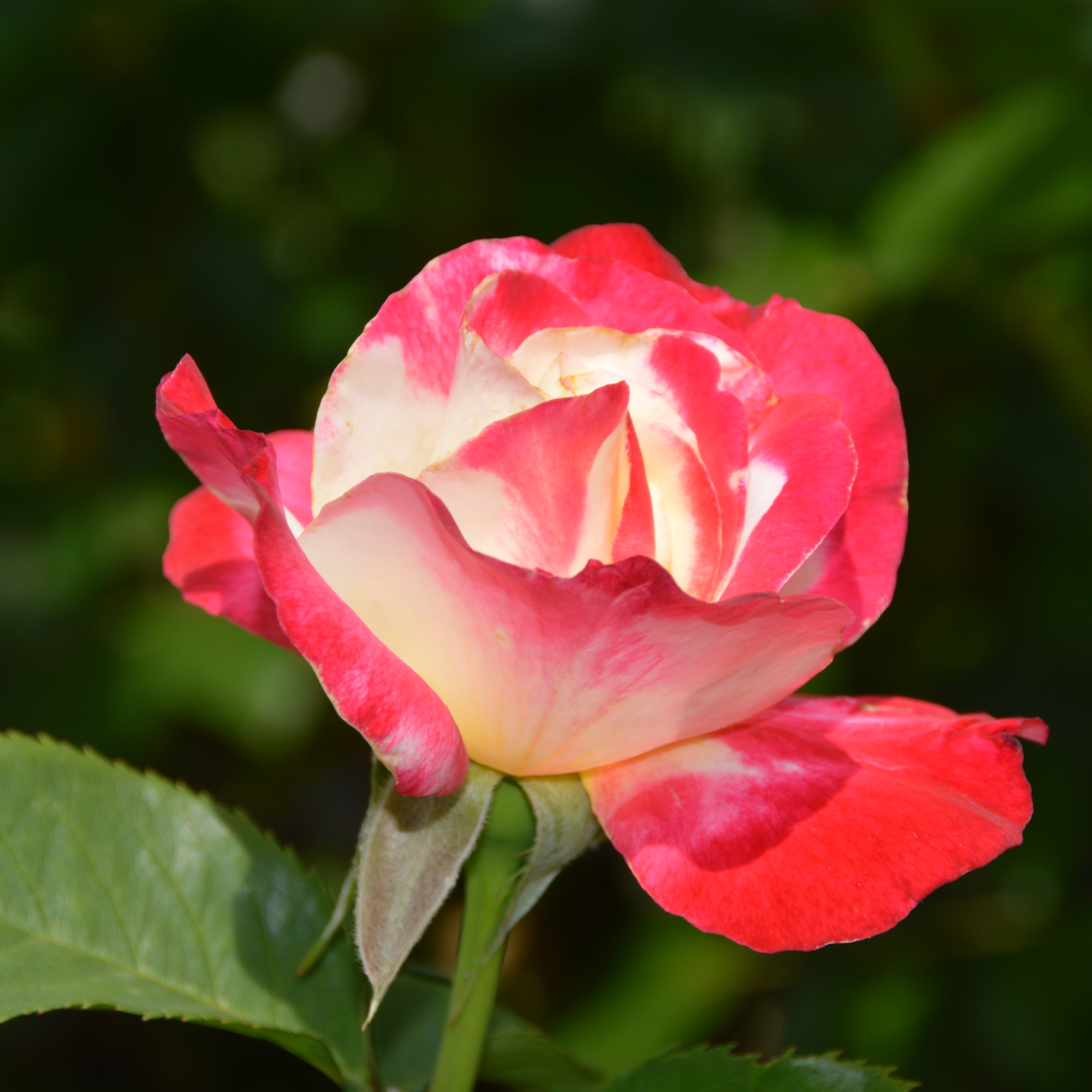 Jubilé de Prince de Monaco