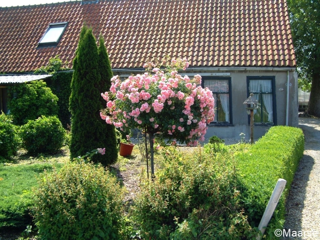 Bonica - Stammrose 60 cm