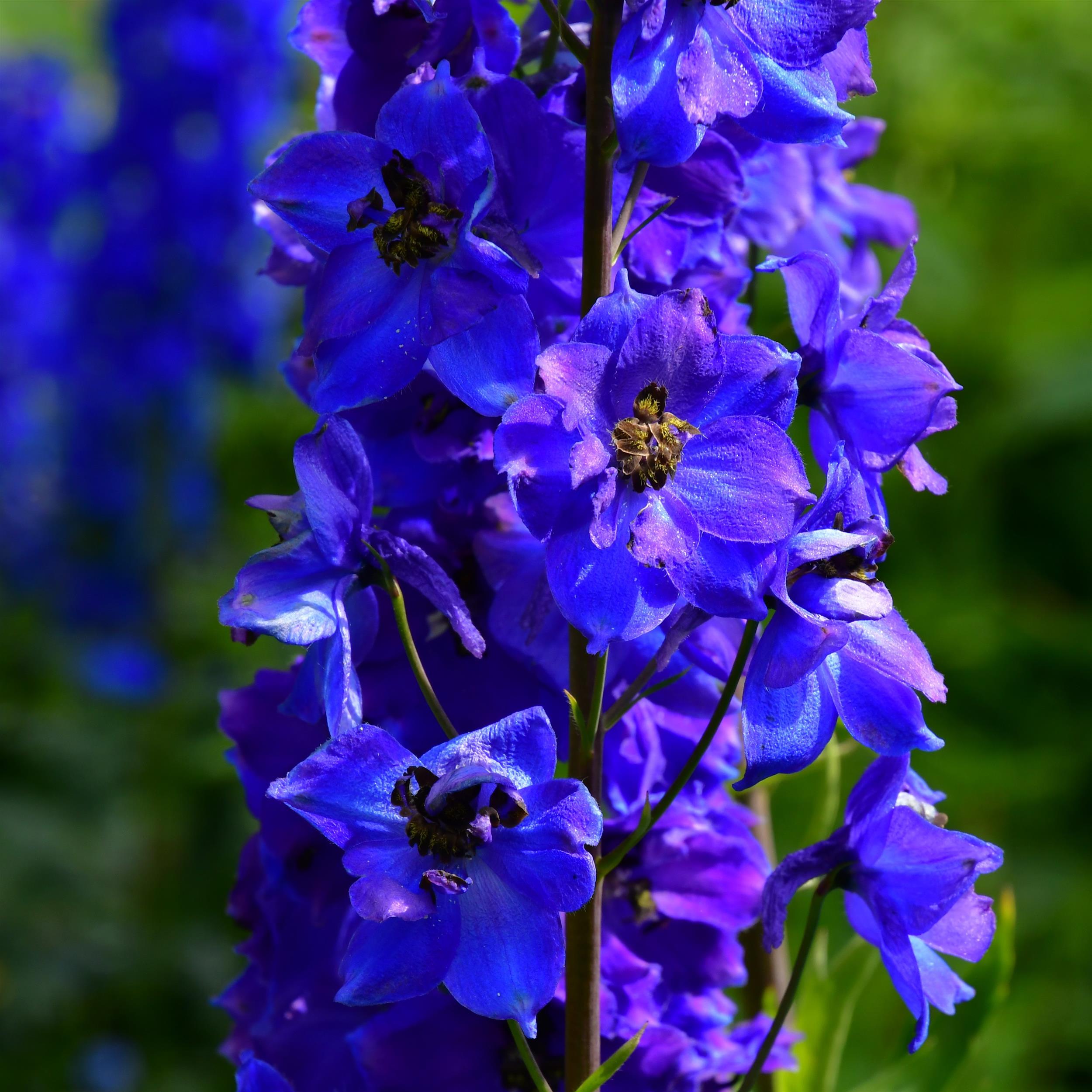 Delphinium Pacific Hybr. ´Black Knight`