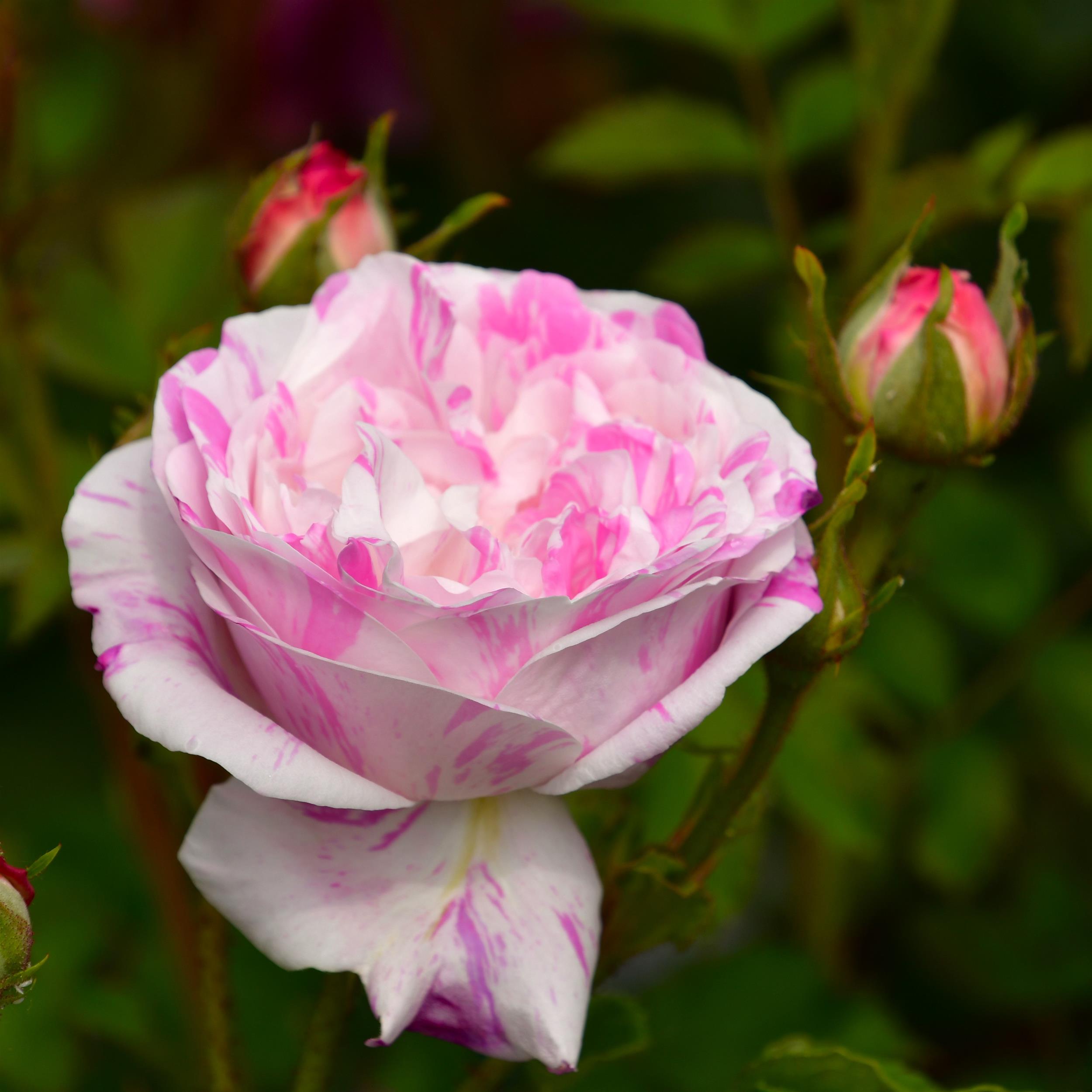 Belle des Jardins (syn. 'Centifolia Variegata')