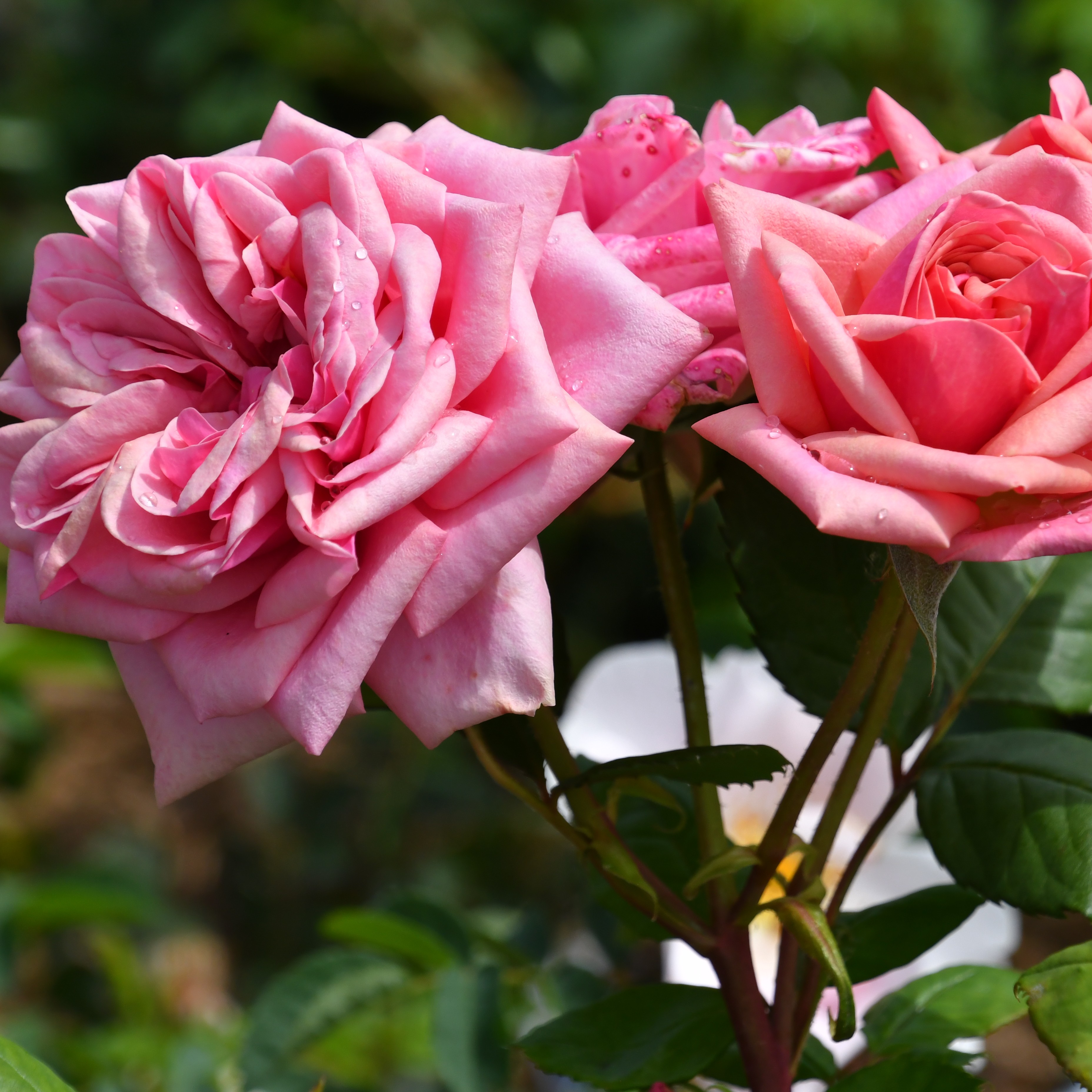 Stefanie´s Rose