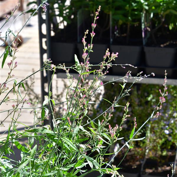 Agastache rupestris 'Pink Sunrise' 1L