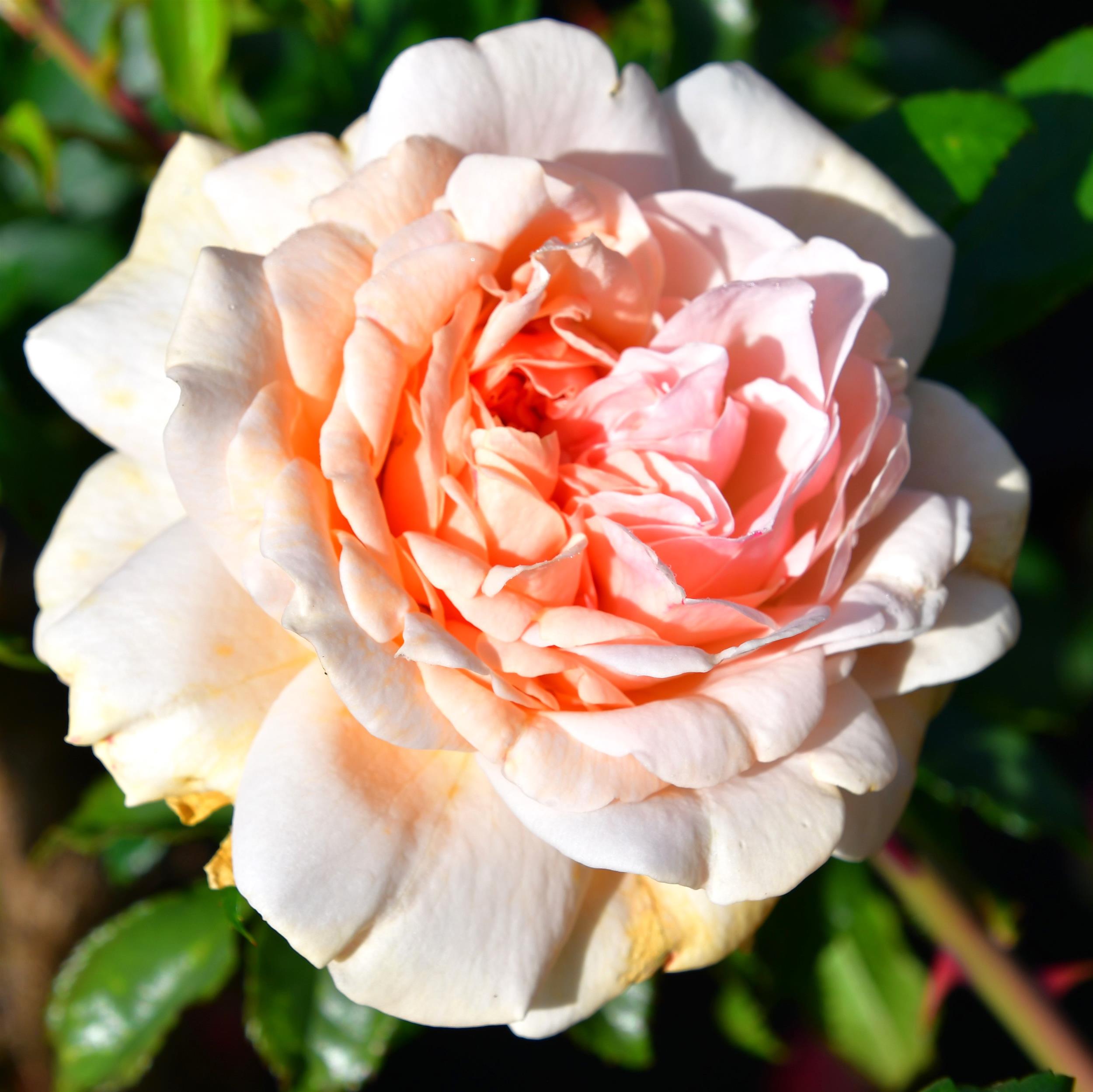 Garden of Roses/Joie de vivre