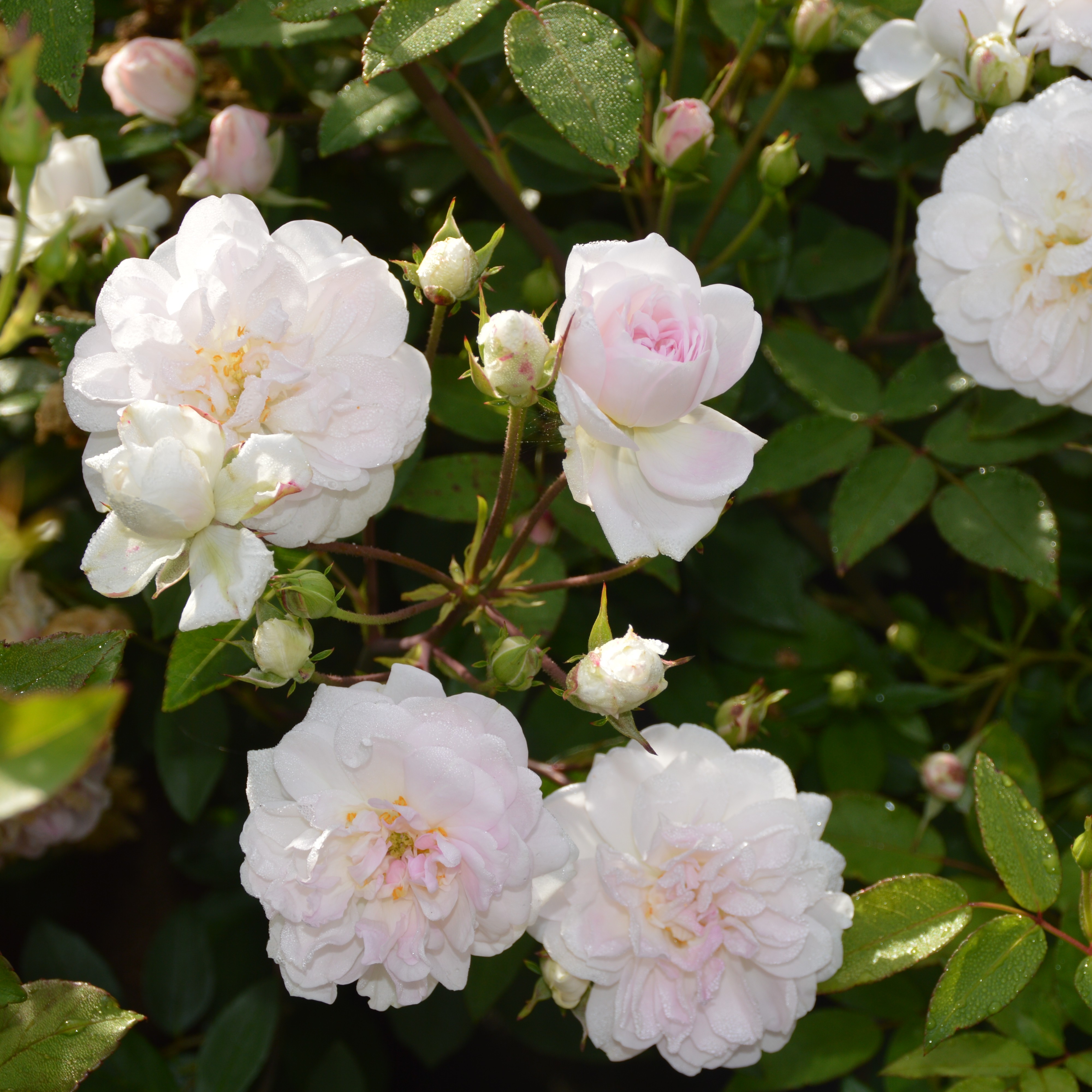 Dainty White - Stammrose 90 cm
