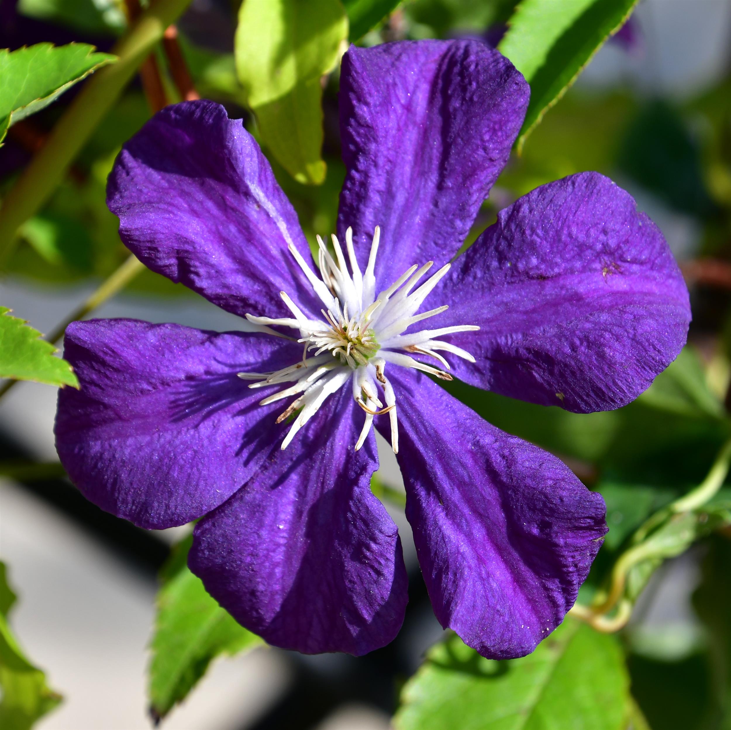 Clematis vitic. Aotearoa