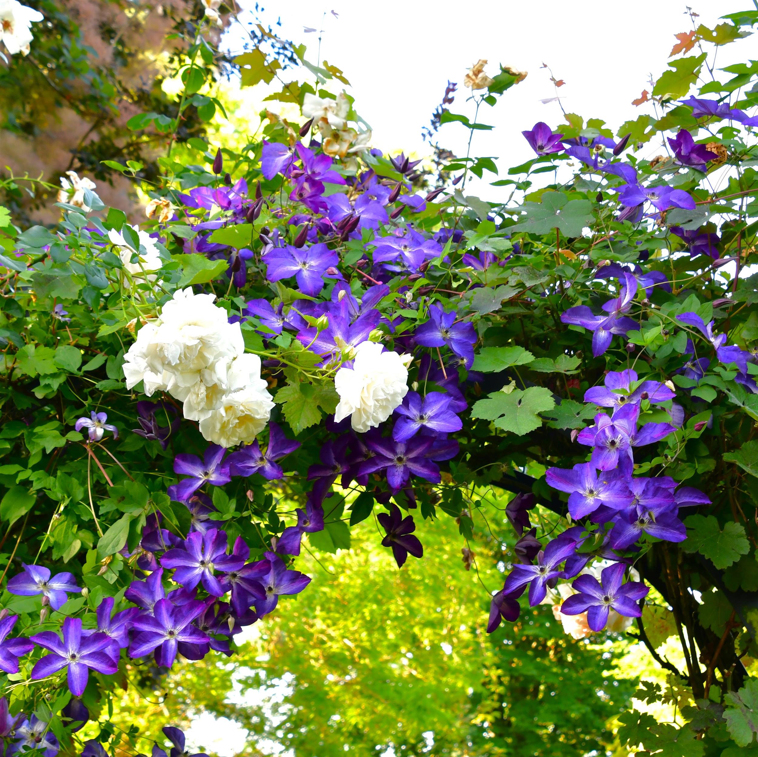 Clematis viticella 'Venosa Violacea'