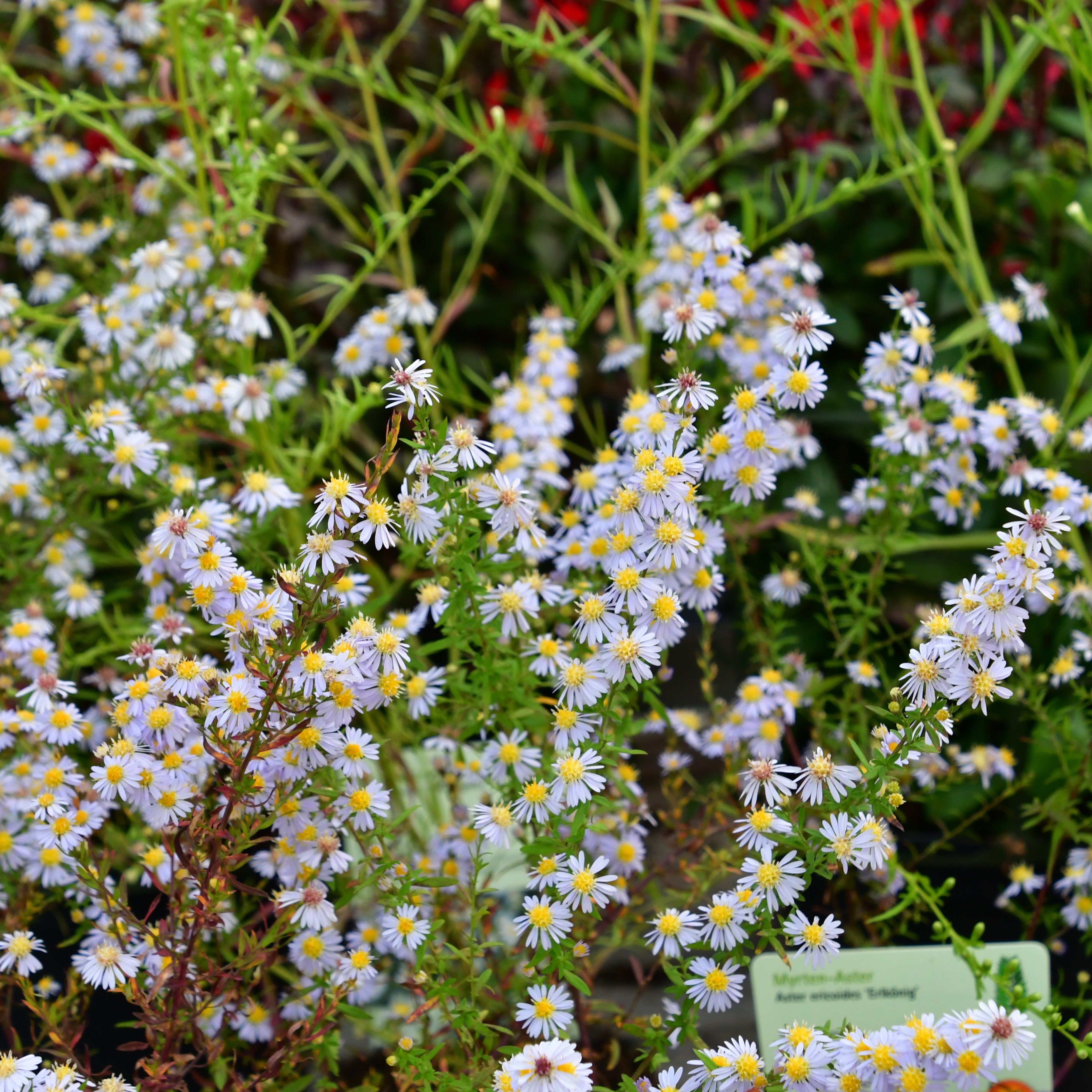 Aster ericoides 'Erlkönig' 1L