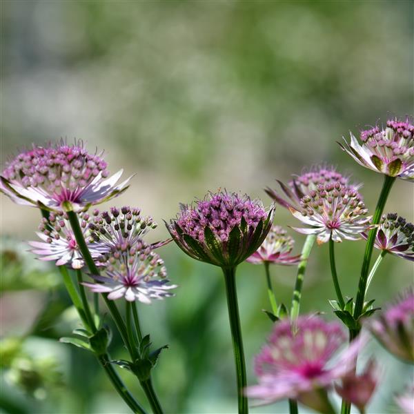 Astrantia major 'Roma' 1L