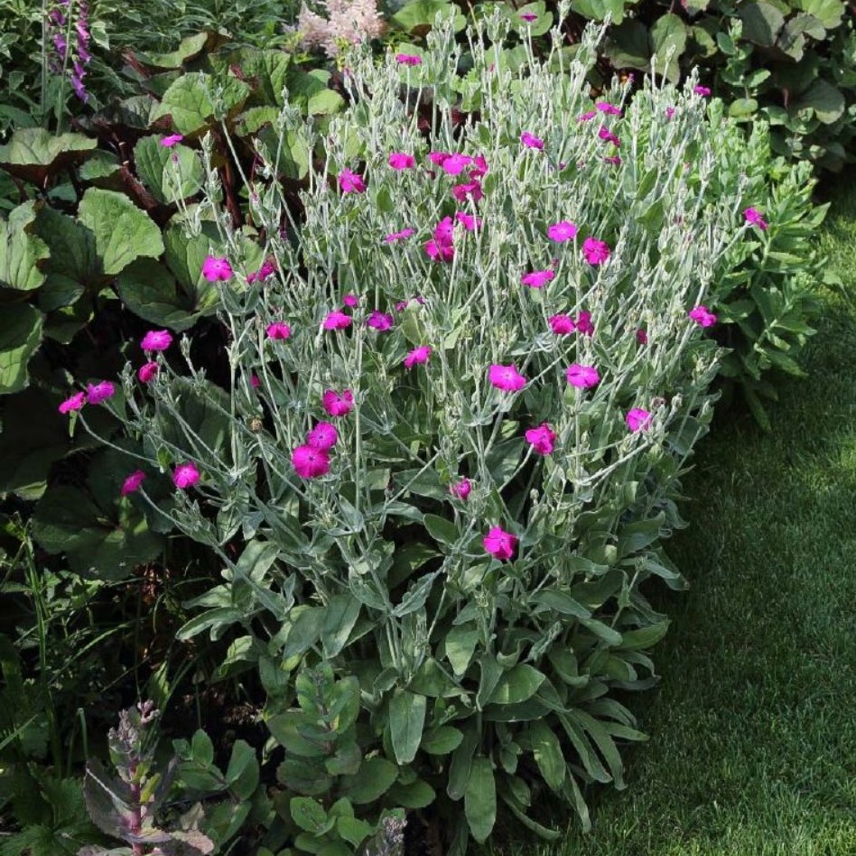 Lychnis coronaria 1L