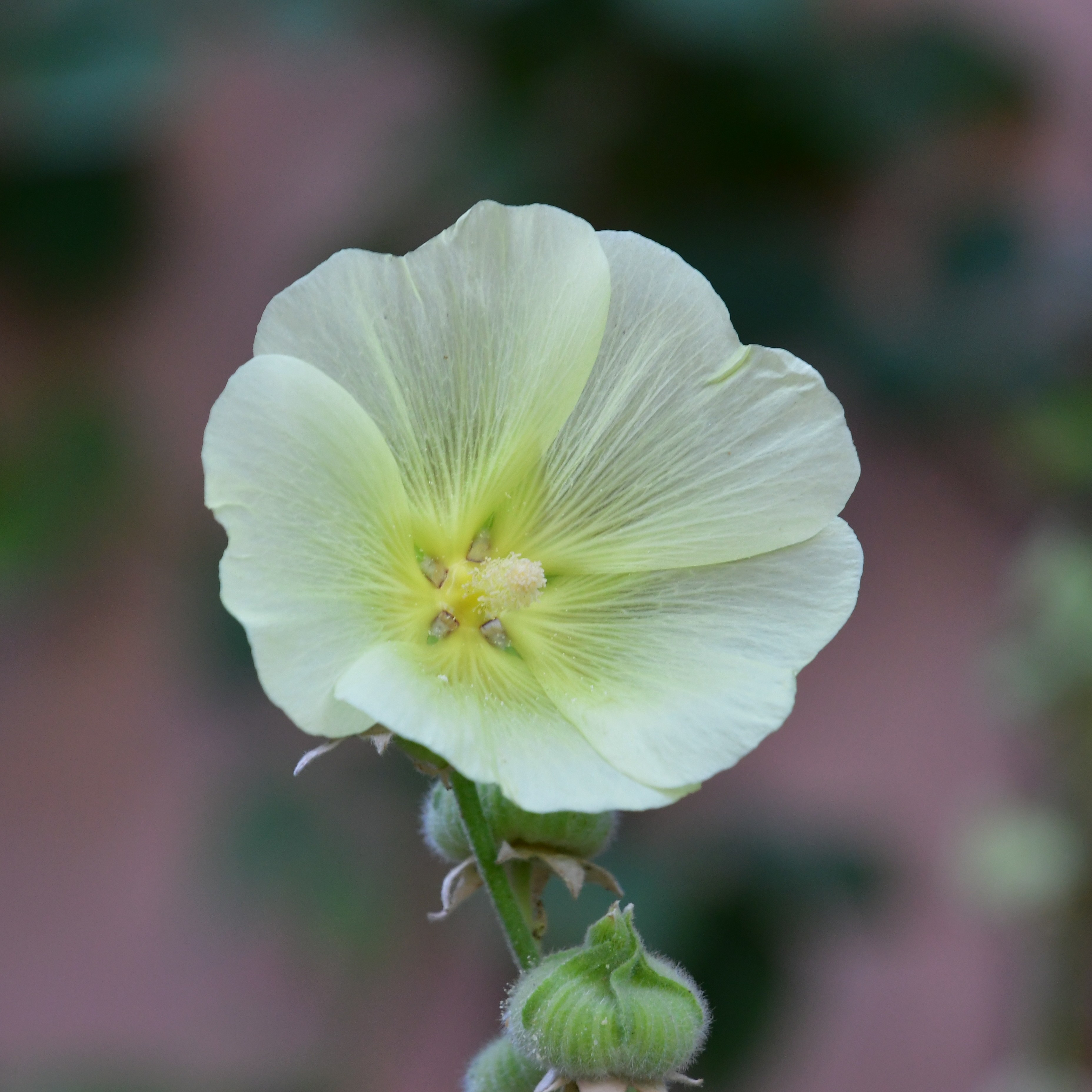 Alcea rosea Spotlight 'Polarstar' P1 Max