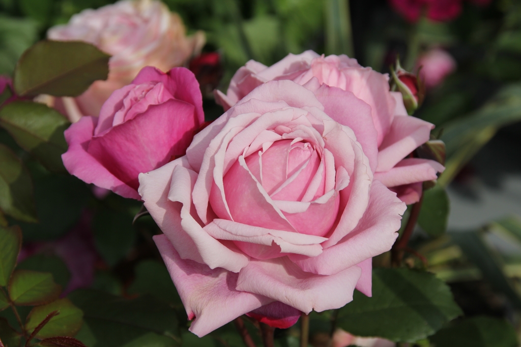 Soeur Emmanuelle/ Dieter Müller