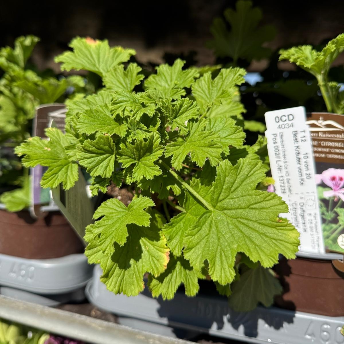 Pelargonium Citronella - Duftgeranie Zitronenduft