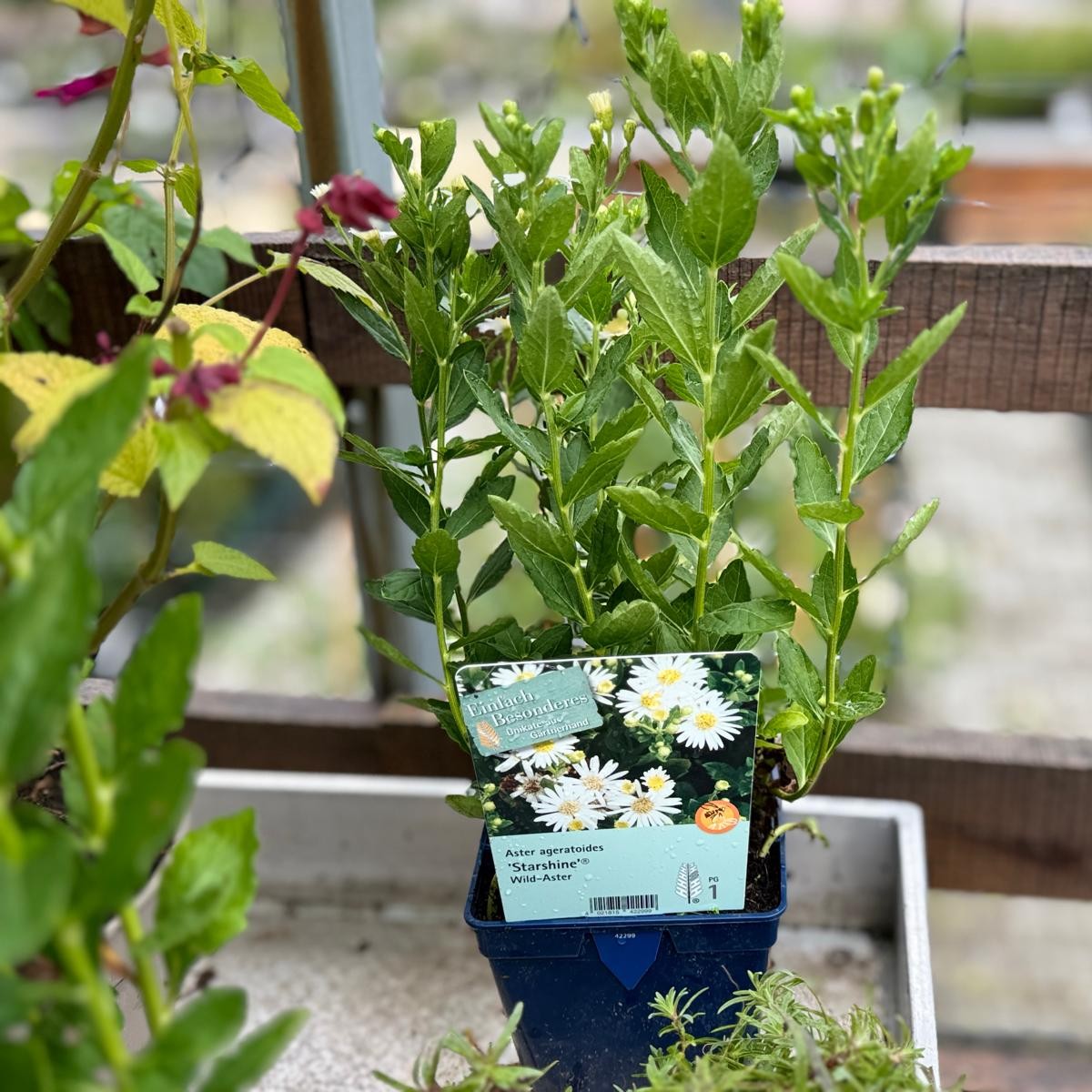 Aster ageratoides Starshine 1L