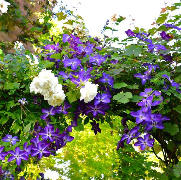 Clematis viticella 'Venosa Violacea'